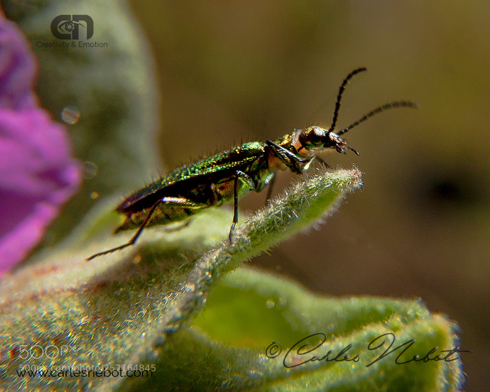 Canon EOS 5D Mark II sample photo. 4621.jpg photography