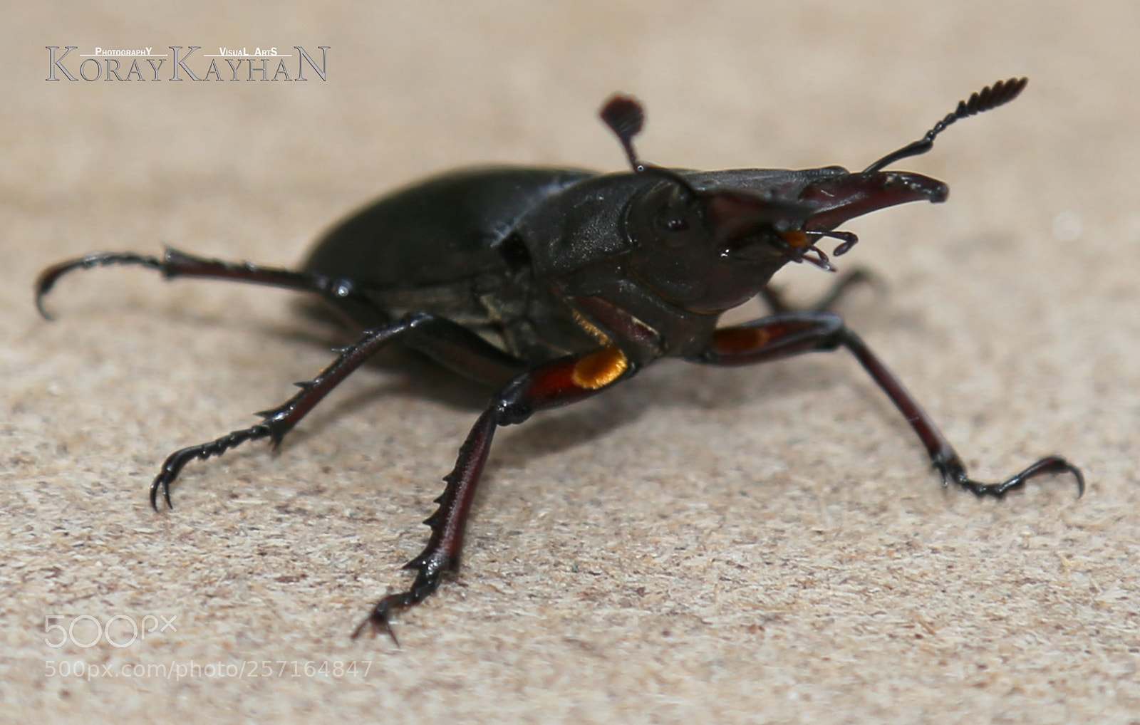 Canon EOS 6D sample photo. Stag beetle geyik b photography