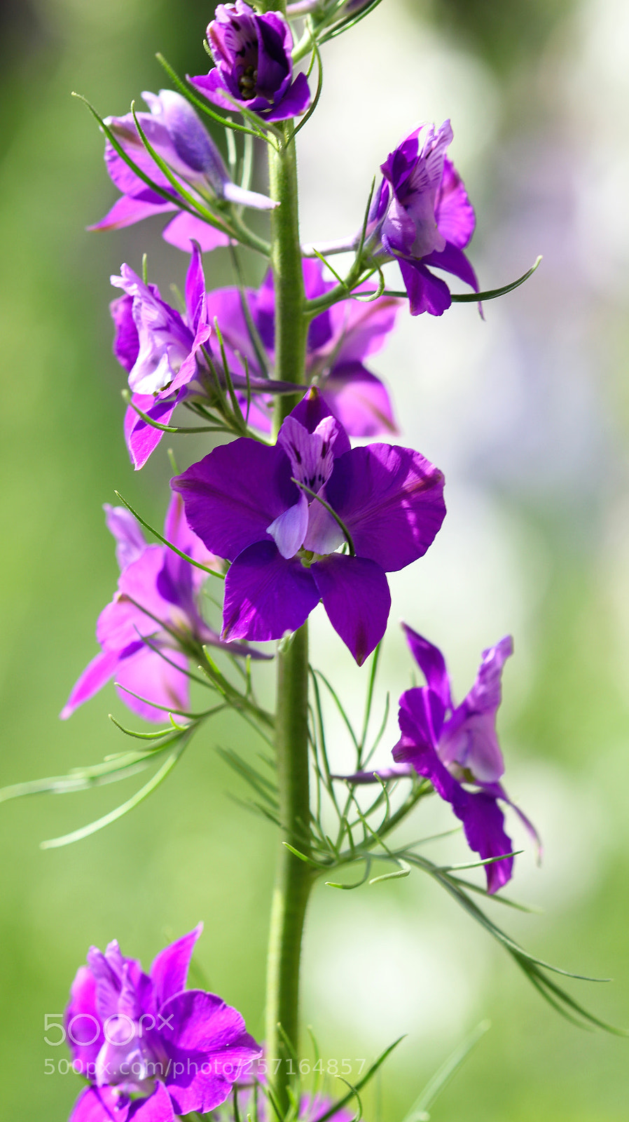 Canon EOS 600D (Rebel EOS T3i / EOS Kiss X5) sample photo. Purple photography