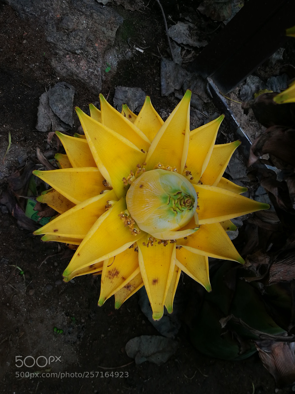 HUAWEI P9 sample photo. Botanical gargen photography