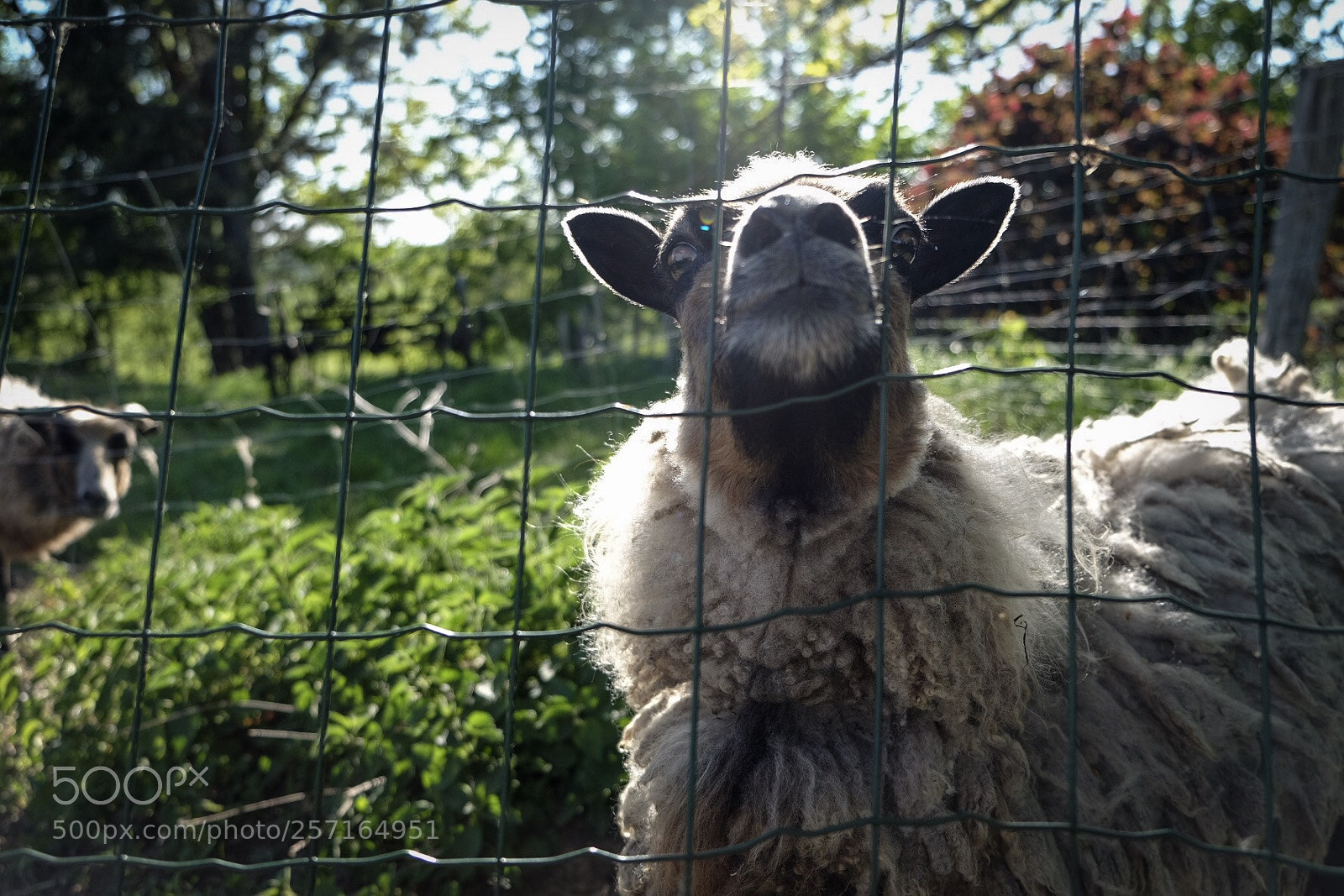 Fujifilm X-T10 sample photo. Sheep in the fence photography
