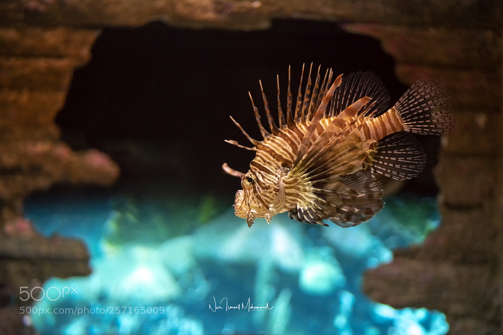 Sony a7R III sample photo. Pterois volitans or lionfish photography