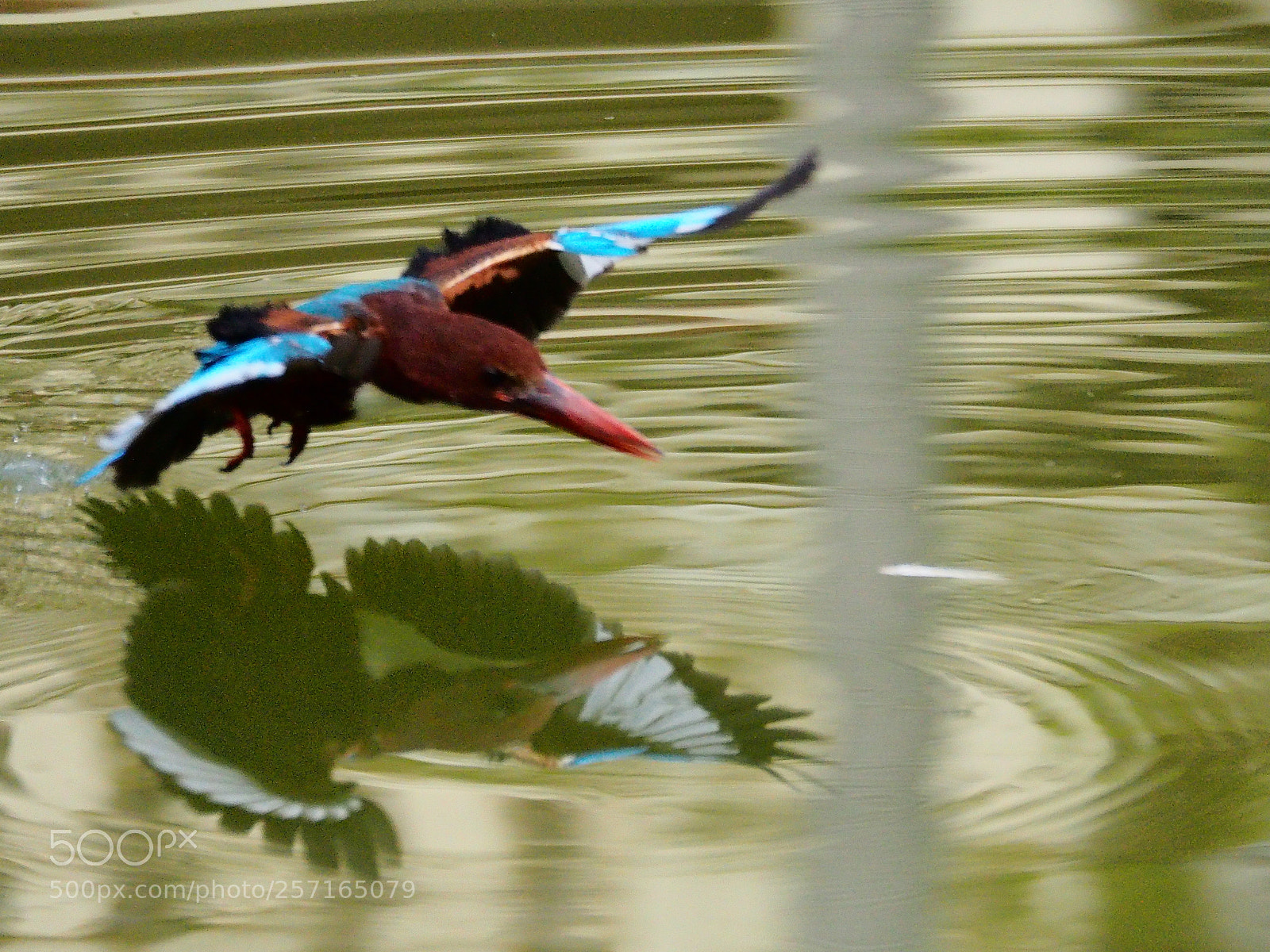 Olympus OM-D E-M10 II sample photo. Prime kingfisher photography