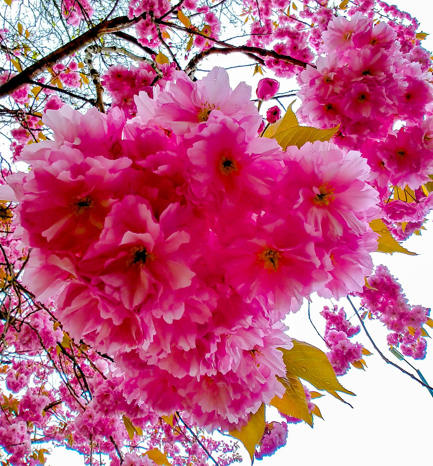 LG G6 sample photo. More blossom. photography