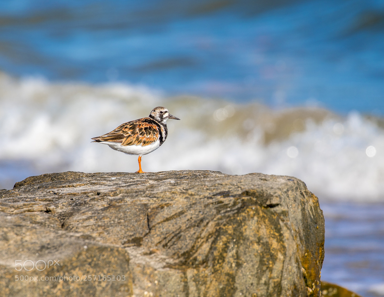 Canon EOS 7D Mark II sample photo. Watching the waves photography