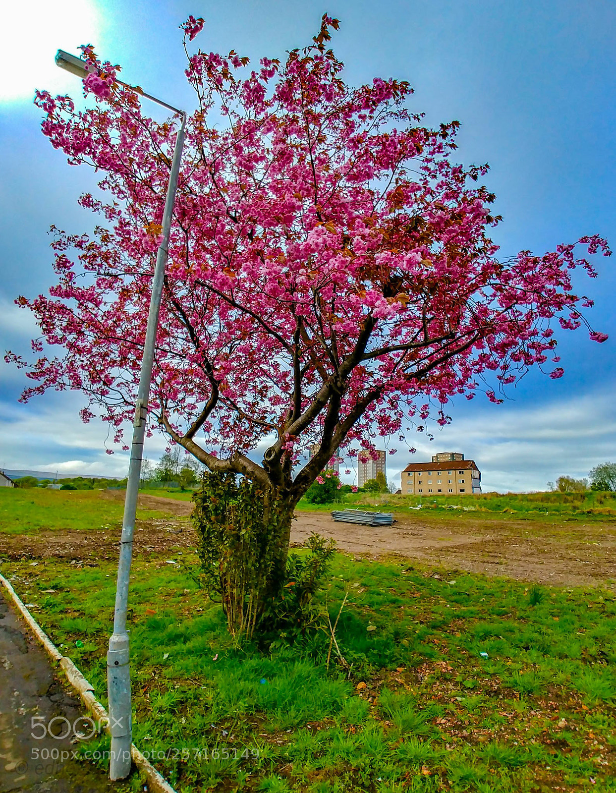 LG G6 sample photo. Lonely tree photography