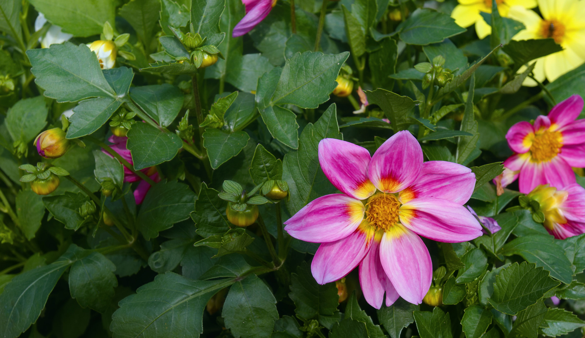 Tamron SP AF 17-50mm F2.8 XR Di II LD Aspherical (IF) sample photo. Flower photography