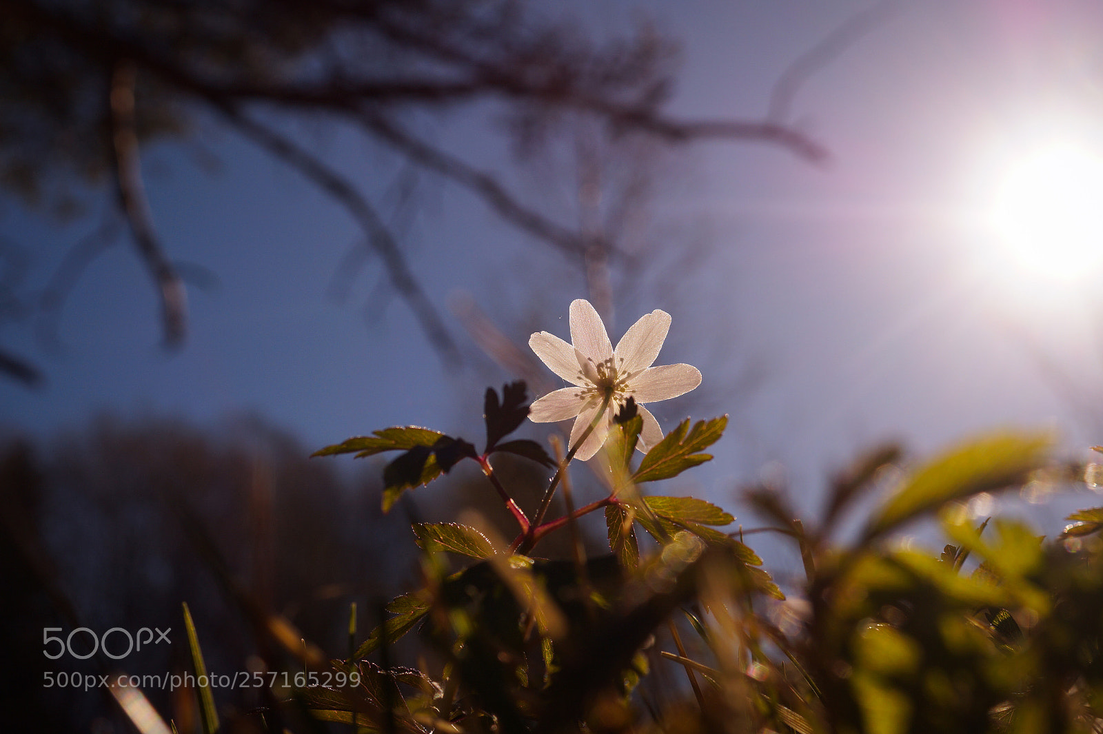 Sony SLT-A58 sample photo. Growing photography