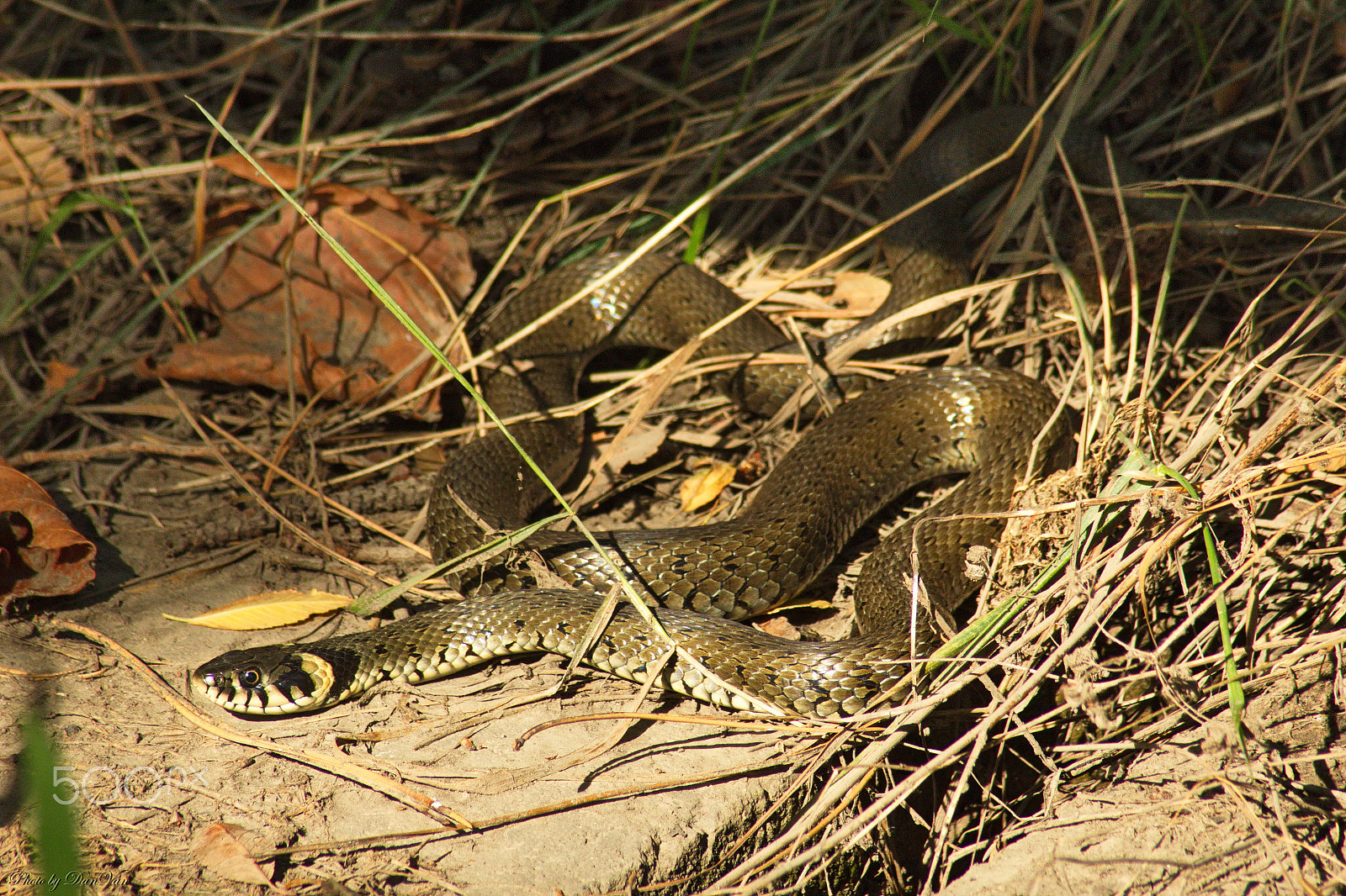 Canon EOS 1300D (EOS Rebel T6 / EOS Kiss X80) sample photo. Snake 01 photography