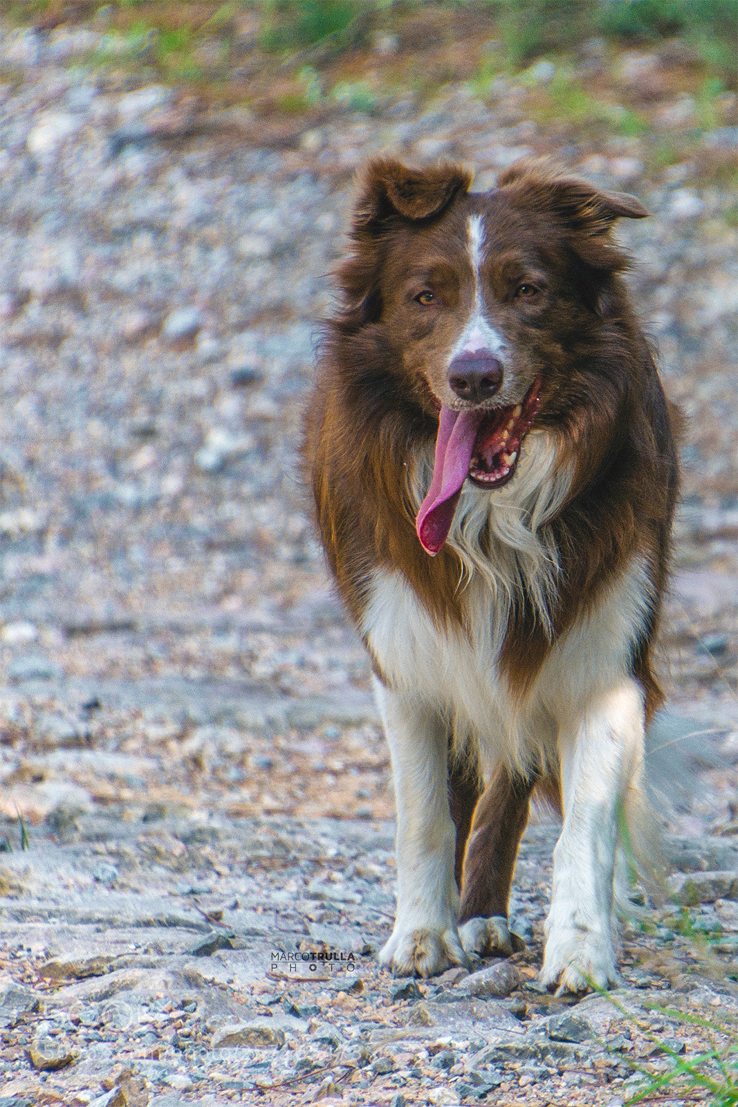 Nikon D7200 sample photo. Tongue, do we have photography