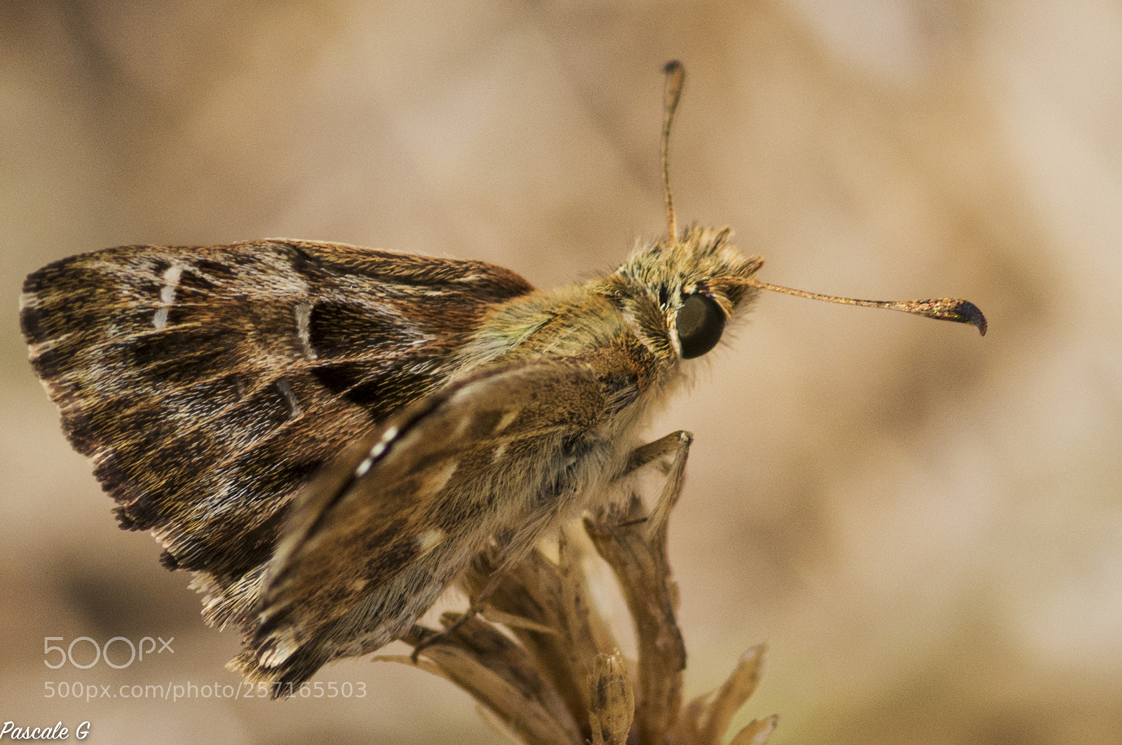 Nikon D7100 sample photo. Mallow skipper hesp rie photography