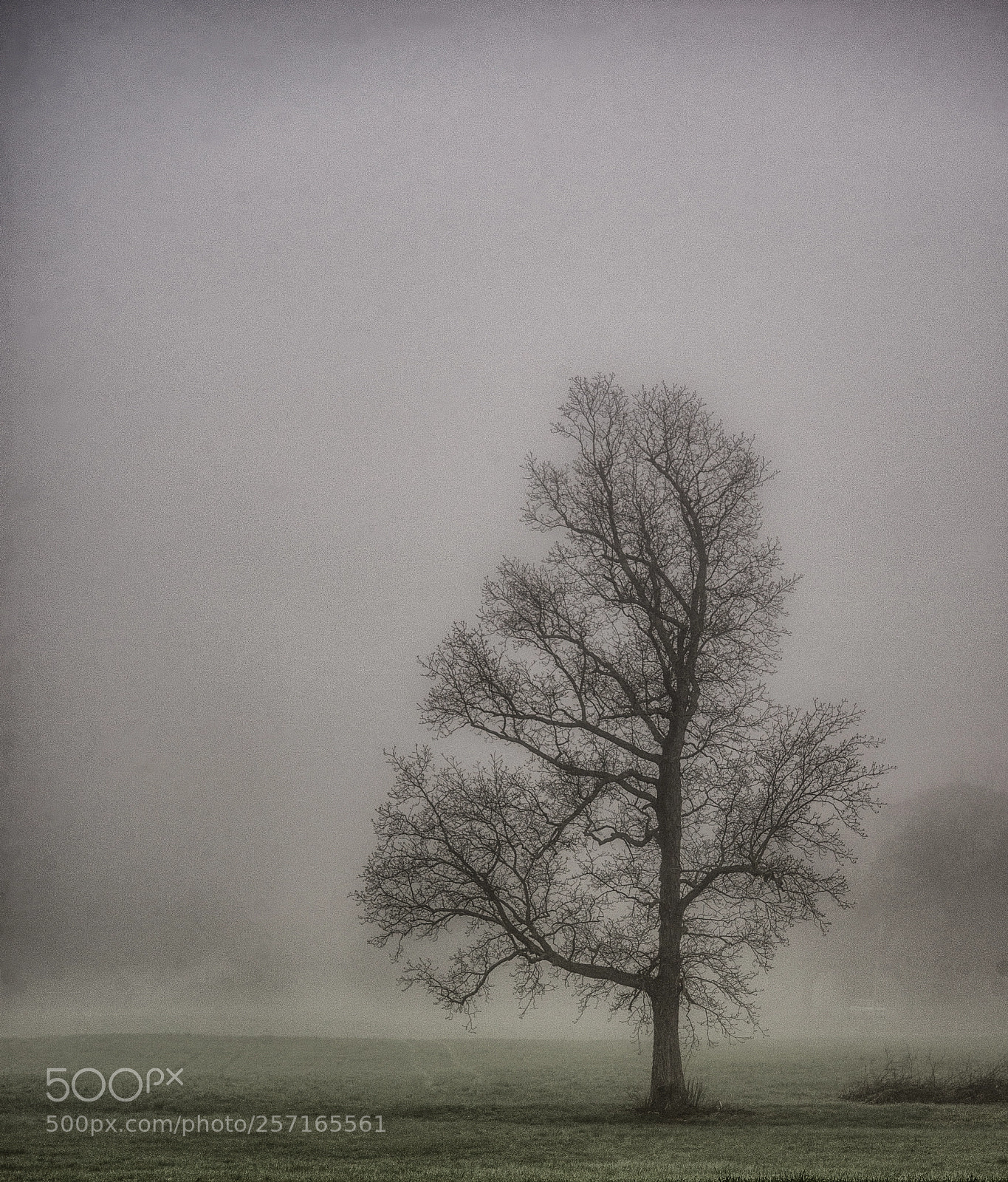 Nikon D610 sample photo. Tree photography