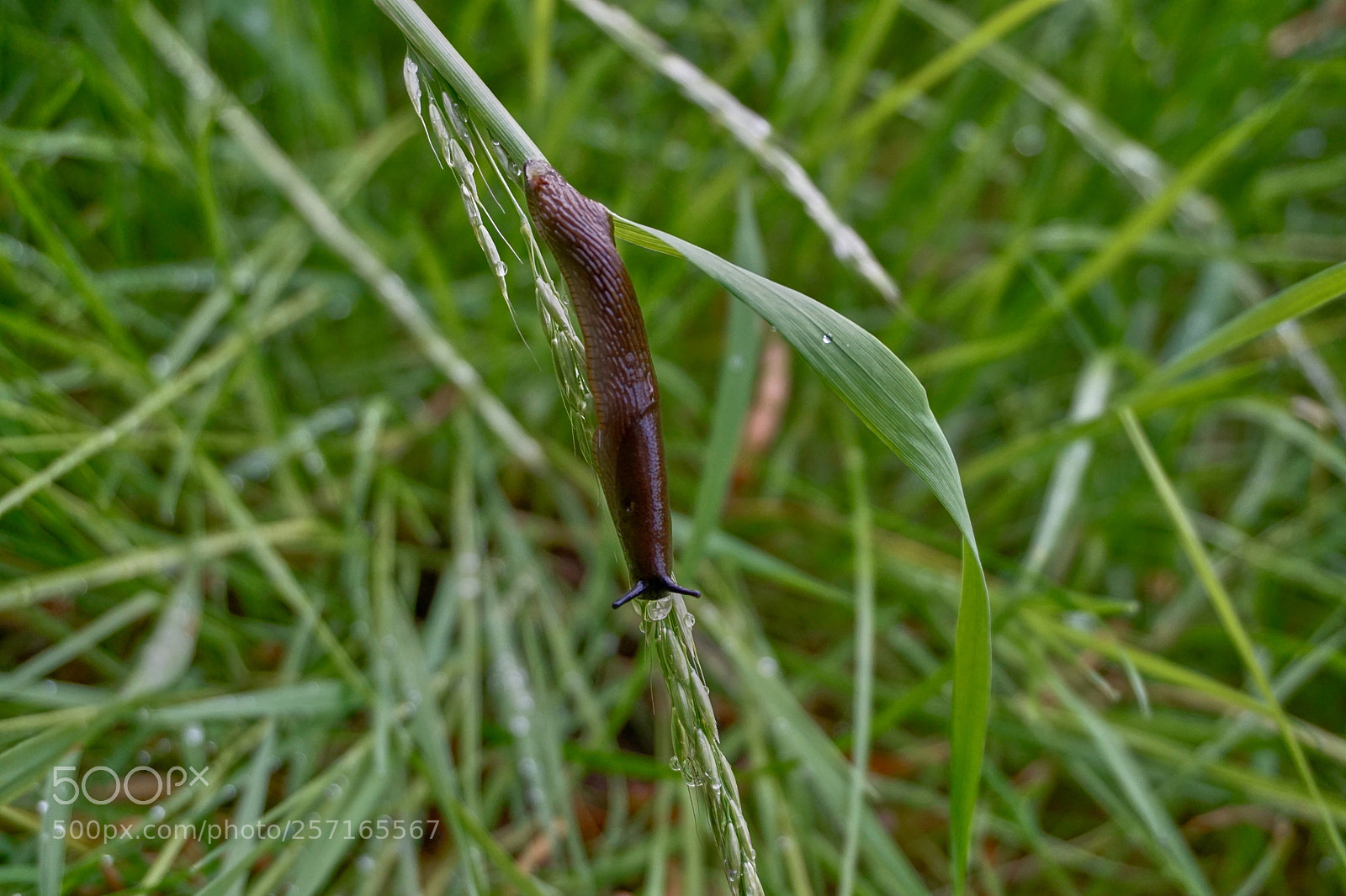 Sony a5100 sample photo. Animals. photography