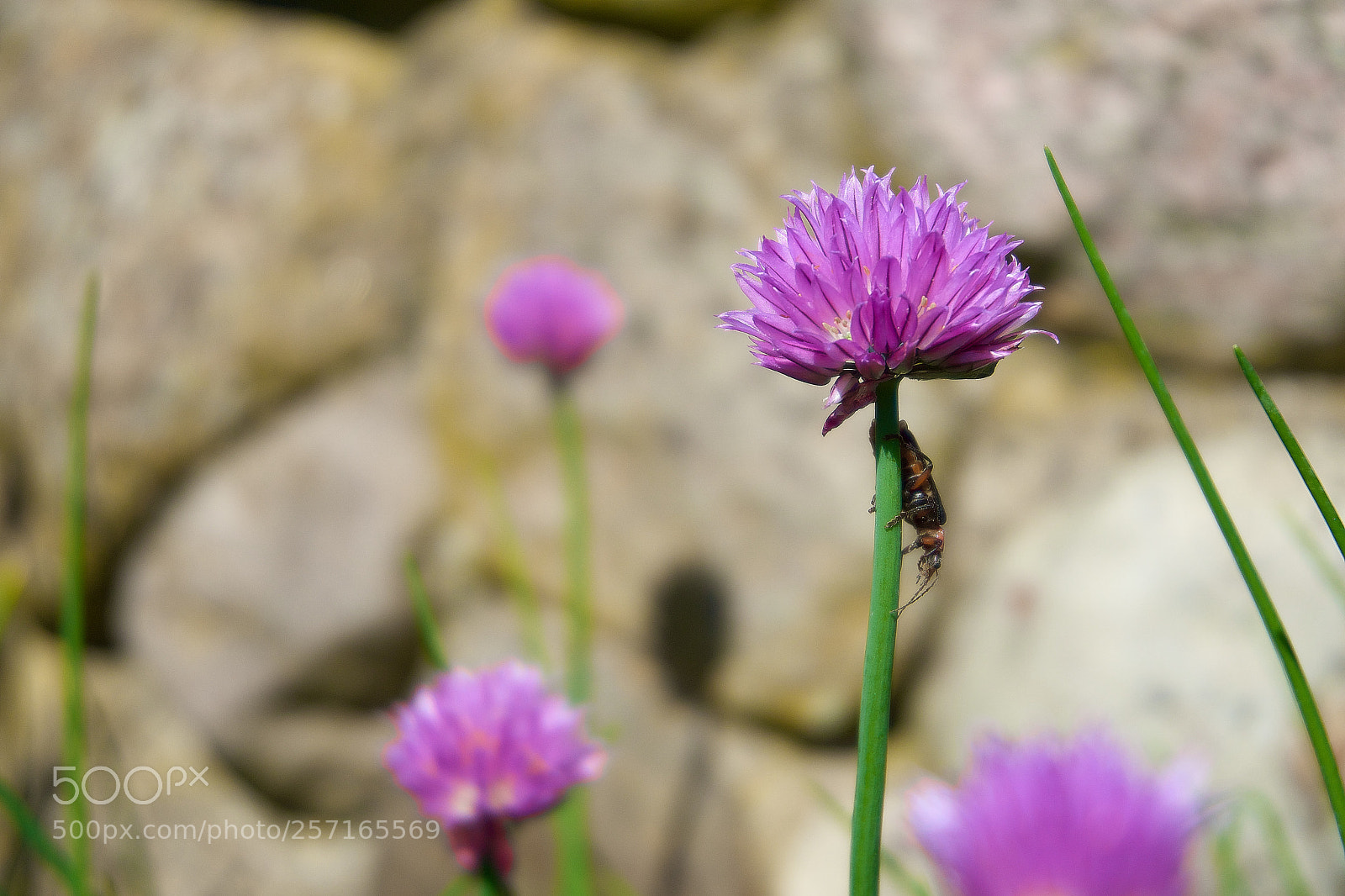 Sony a5100 sample photo. Animals. photography