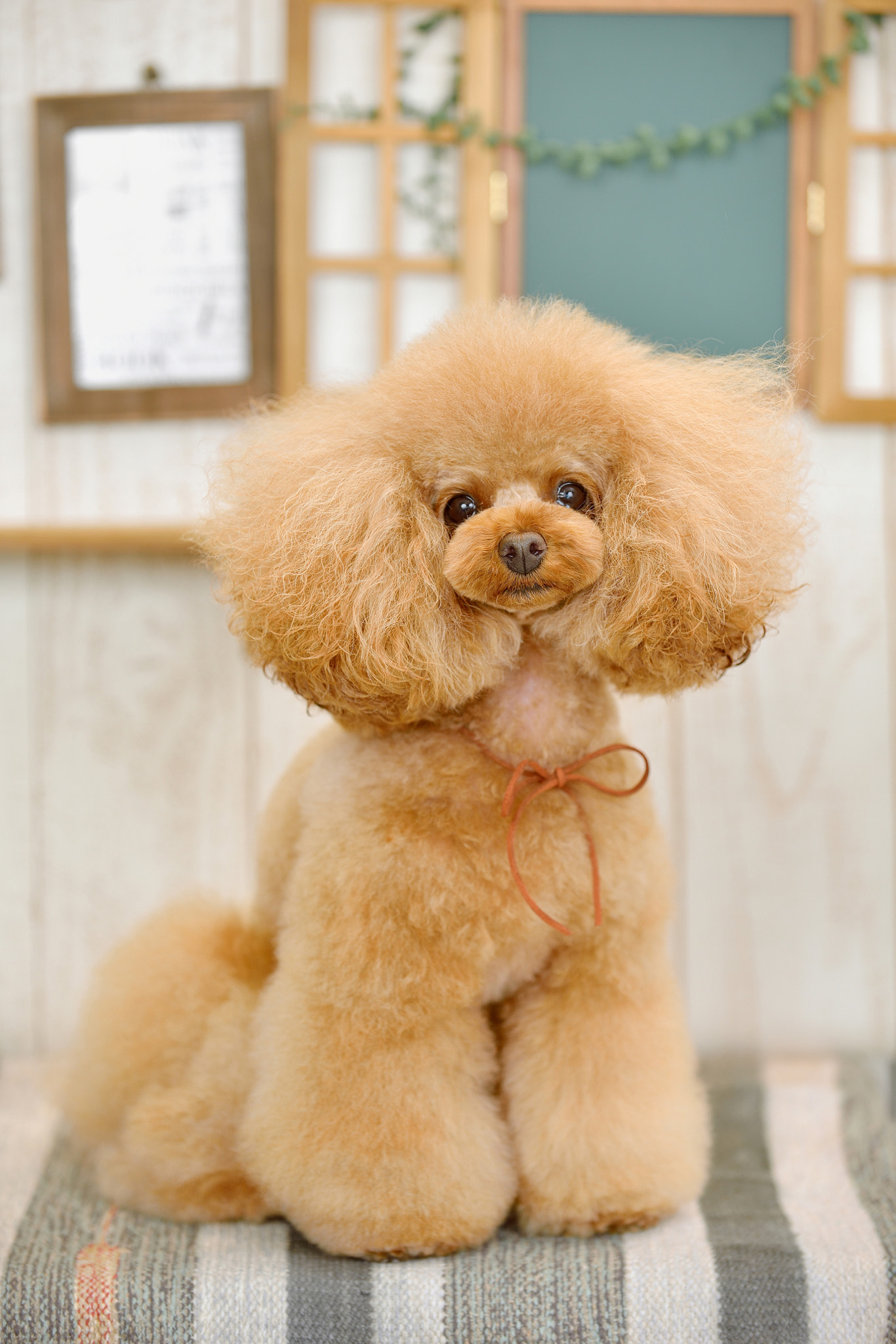 Nikon D800 sample photo. Poodle photography