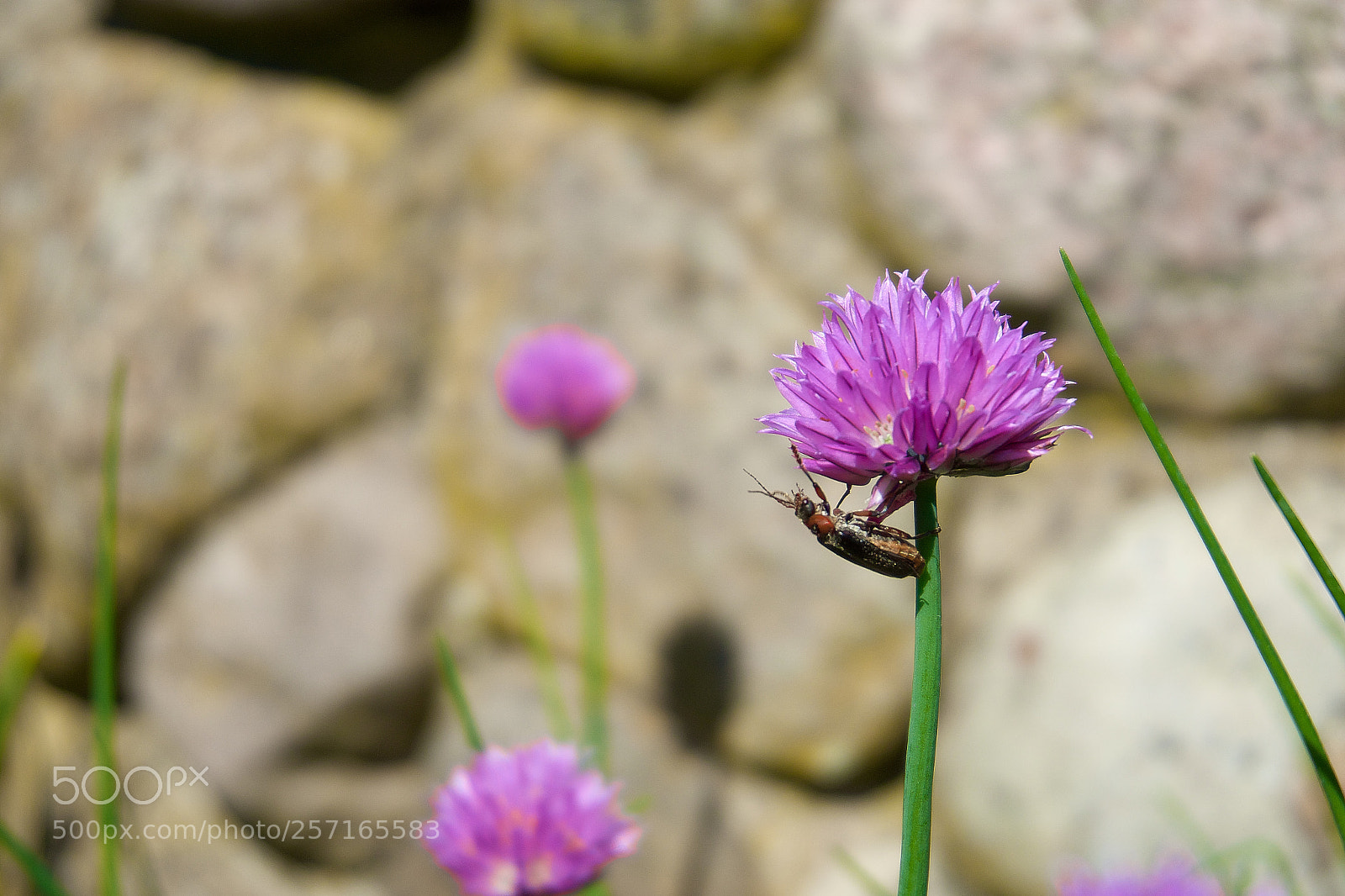 Sony a5100 sample photo. Animals. photography