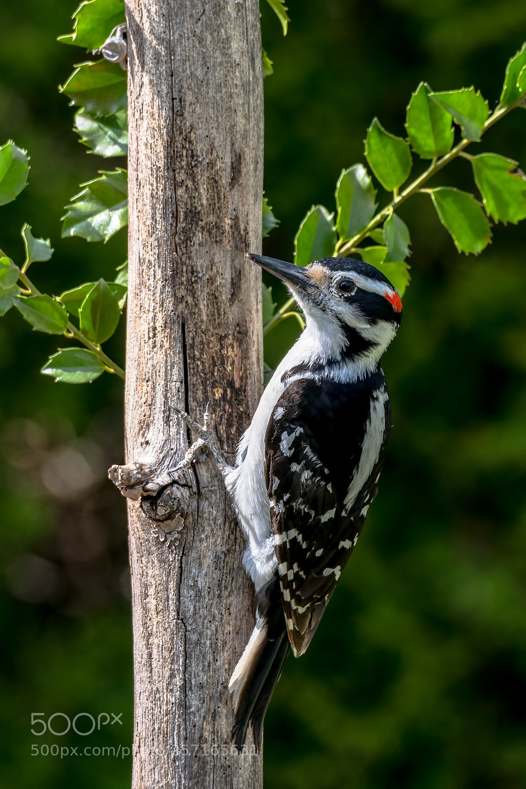 Nikon D850 sample photo. Hairy woodpecker photography