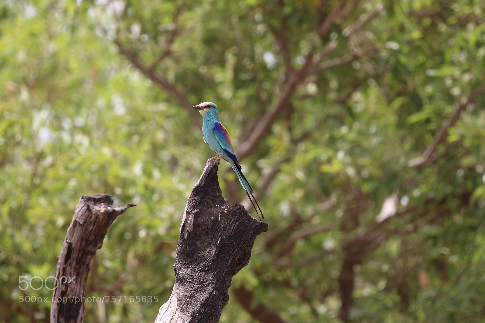 Canon EOS 7D Mark II sample photo. Abyssinian roller photography
