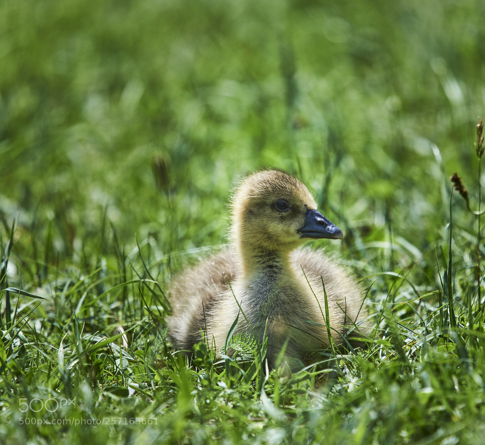 Nikon D750 sample photo. Graugans küken photography