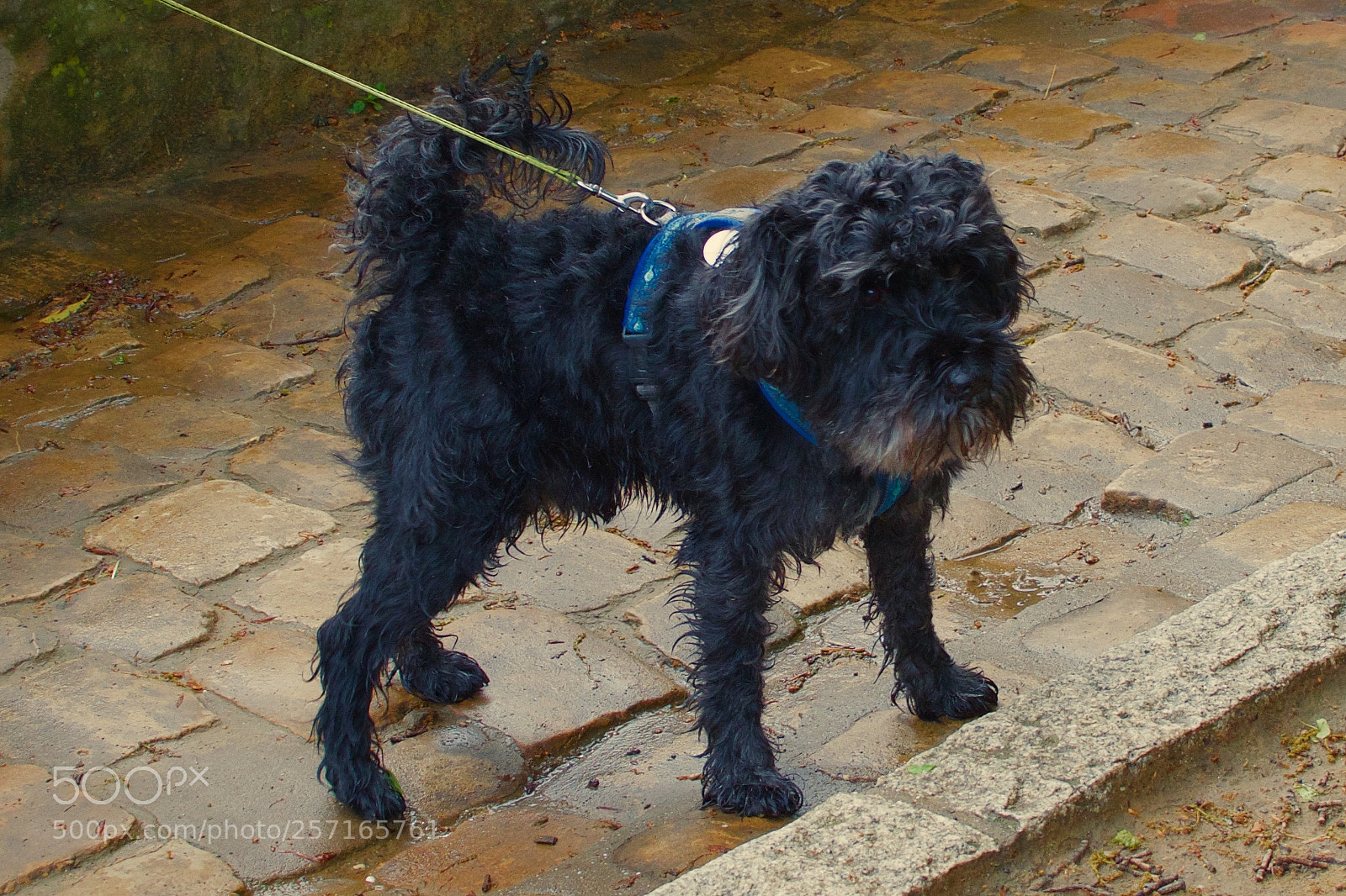 Nikon D3300 sample photo. Little dog photography