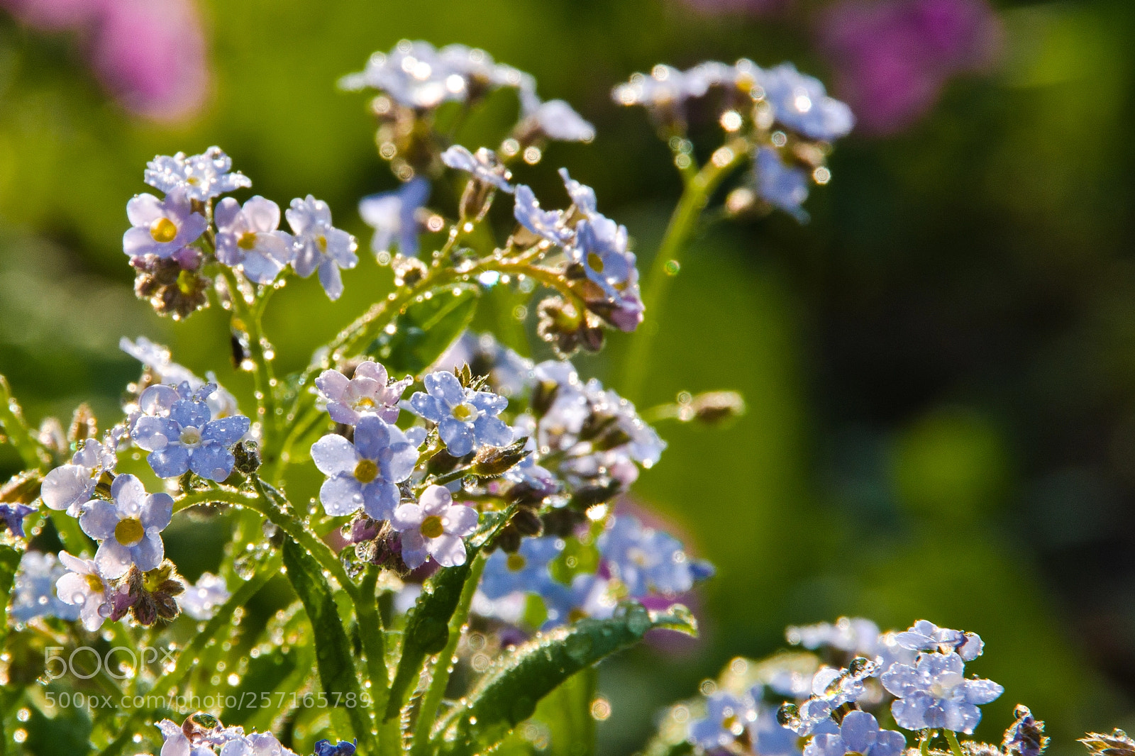 Pentax K-70 sample photo. Незабудки photography