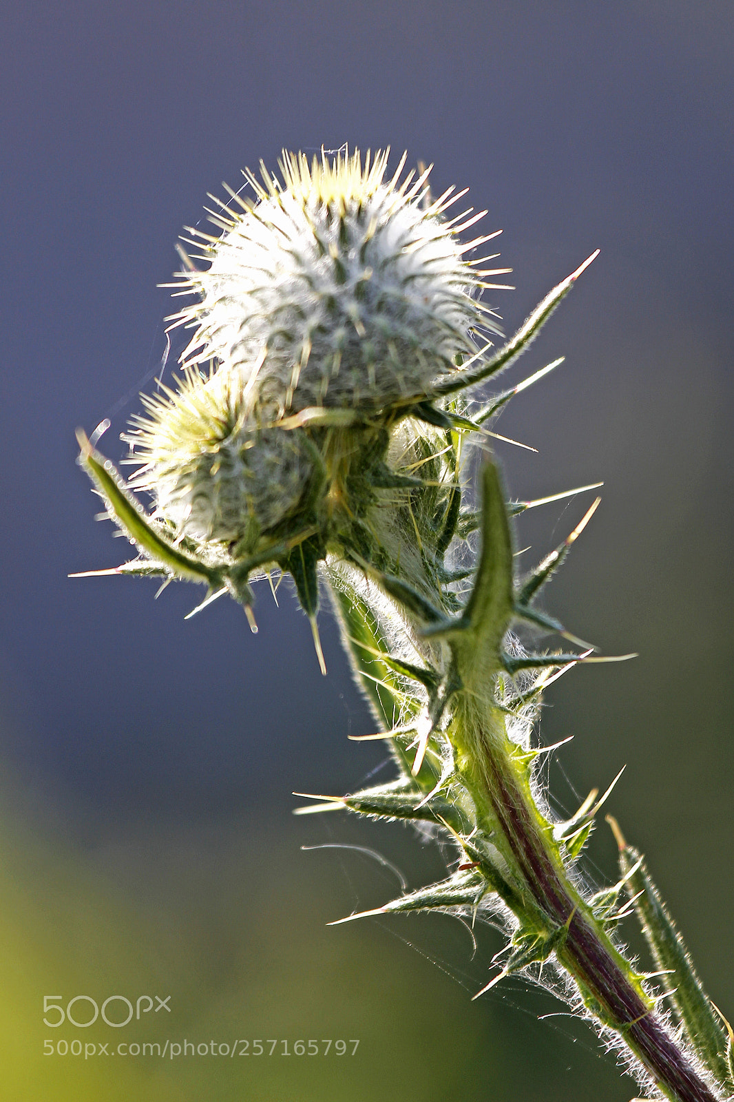 Canon EOS 700D (EOS Rebel T5i / EOS Kiss X7i) sample photo. Field flowers blooming photography