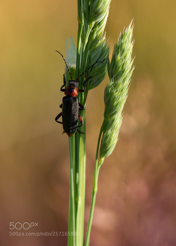 Olympus OM-D E-M5 II sample photo. On stalk of grass photography