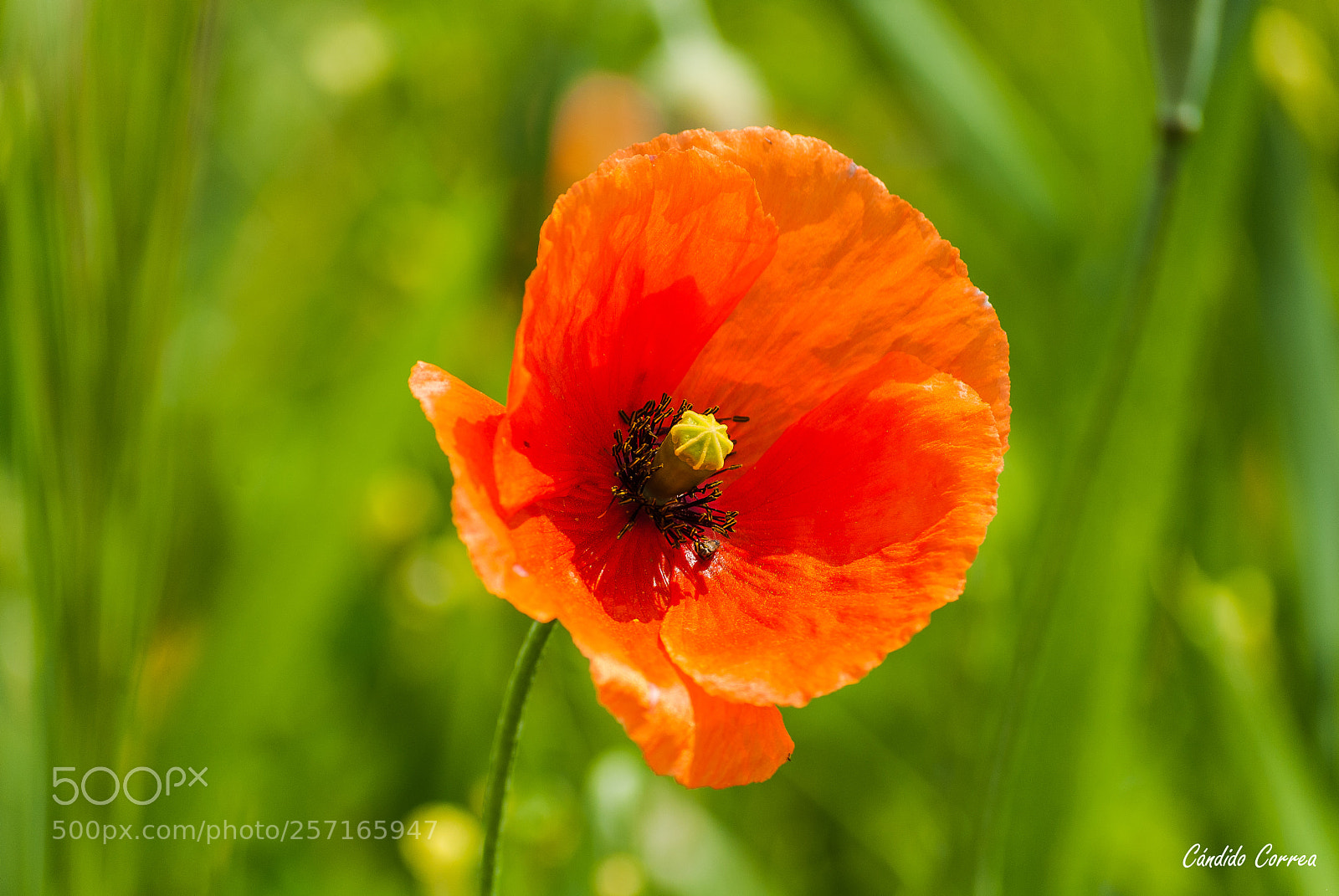Nikon D3000 sample photo. Amapola photography