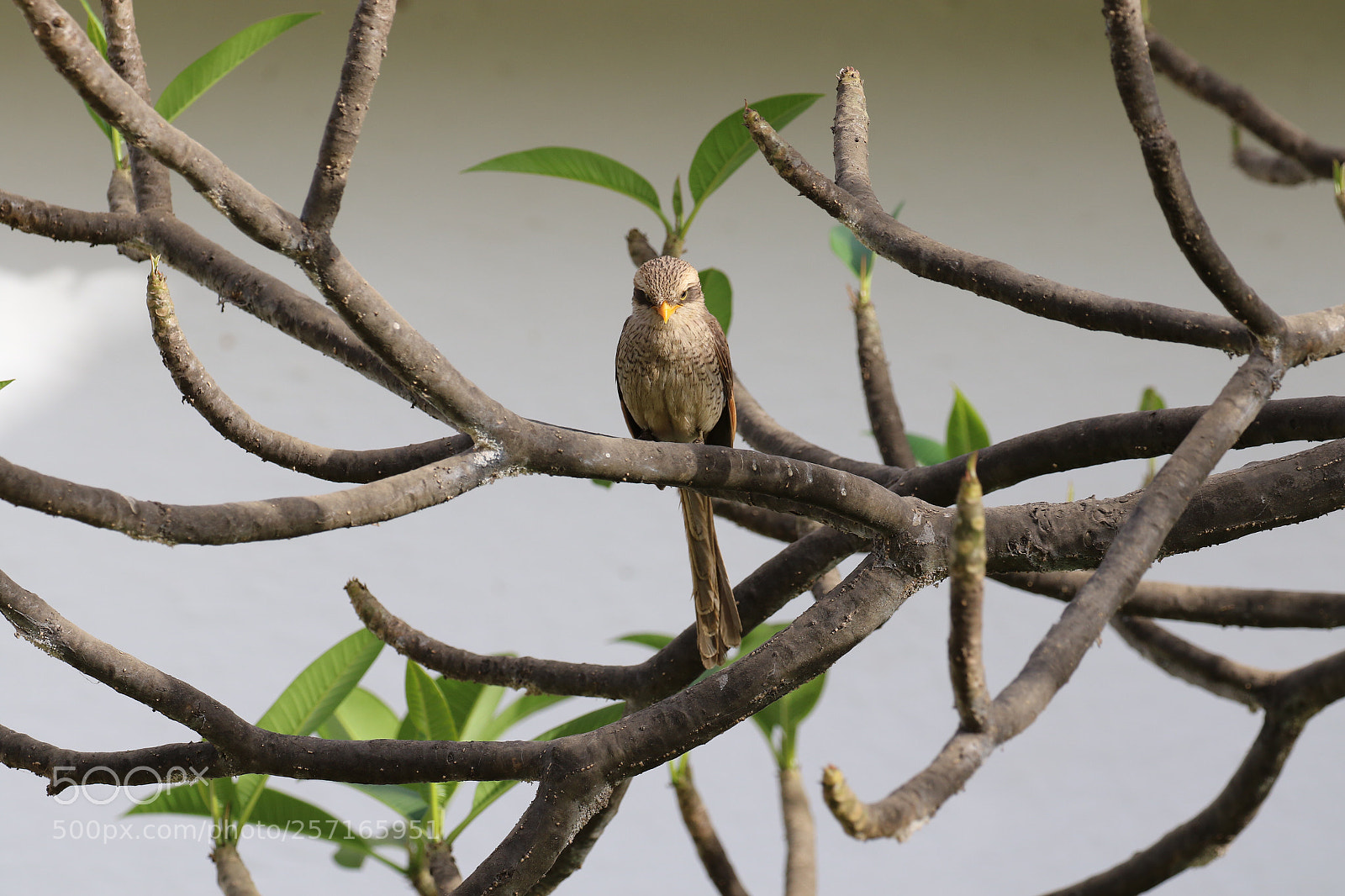 Canon EOS 7D Mark II sample photo. Yellow-billed shrike  photography