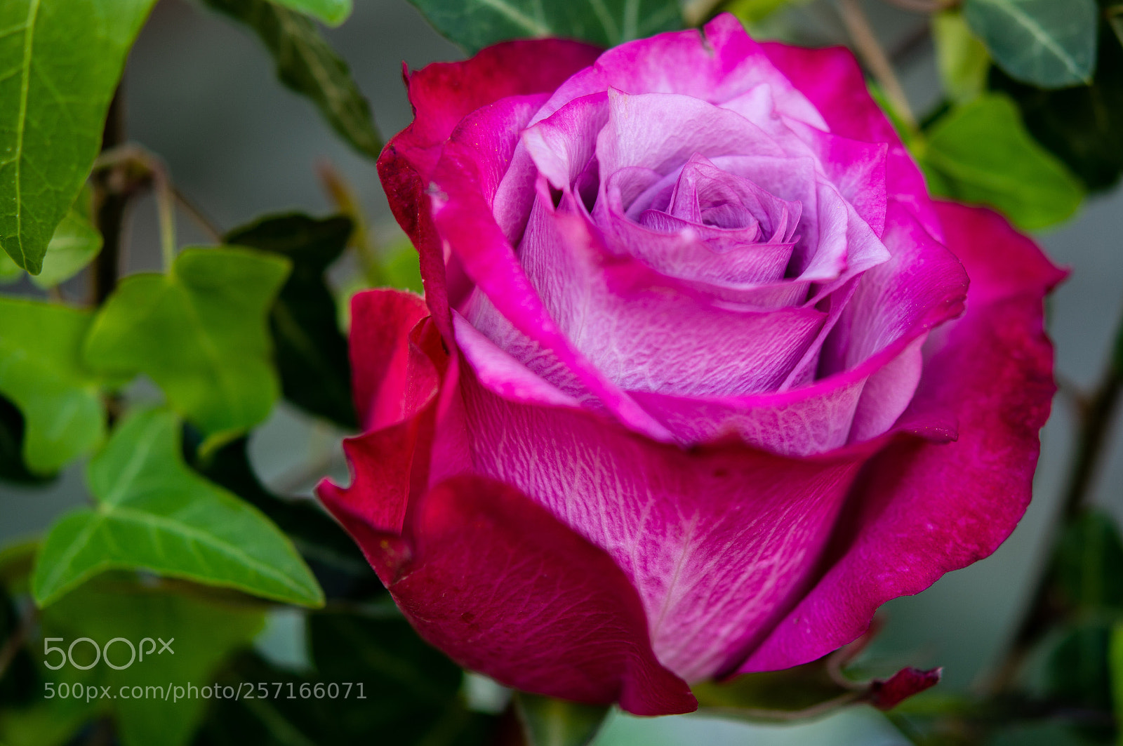 Nikon D7100 sample photo. Rose ?  photography