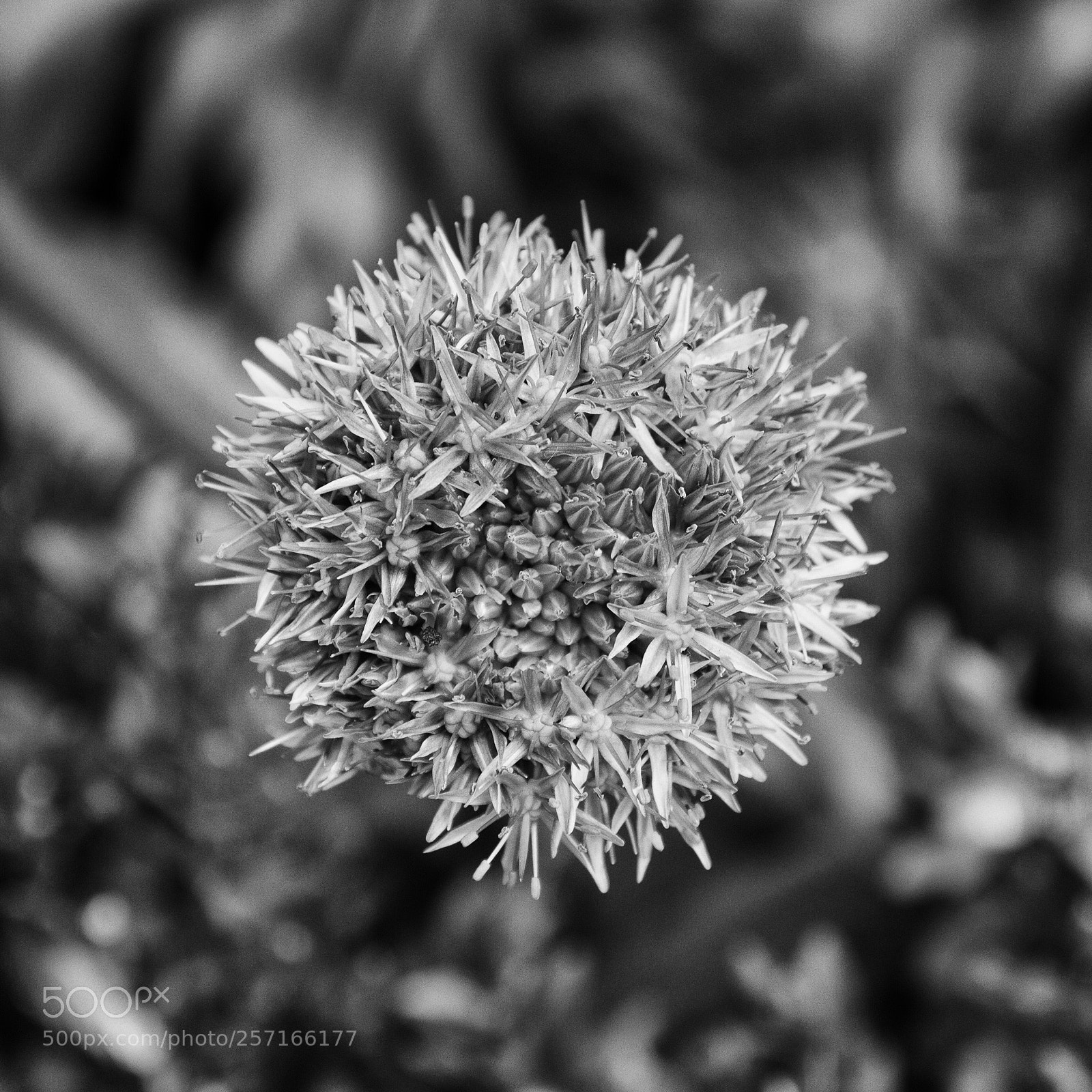 Canon EOS 7D sample photo. Flower photography