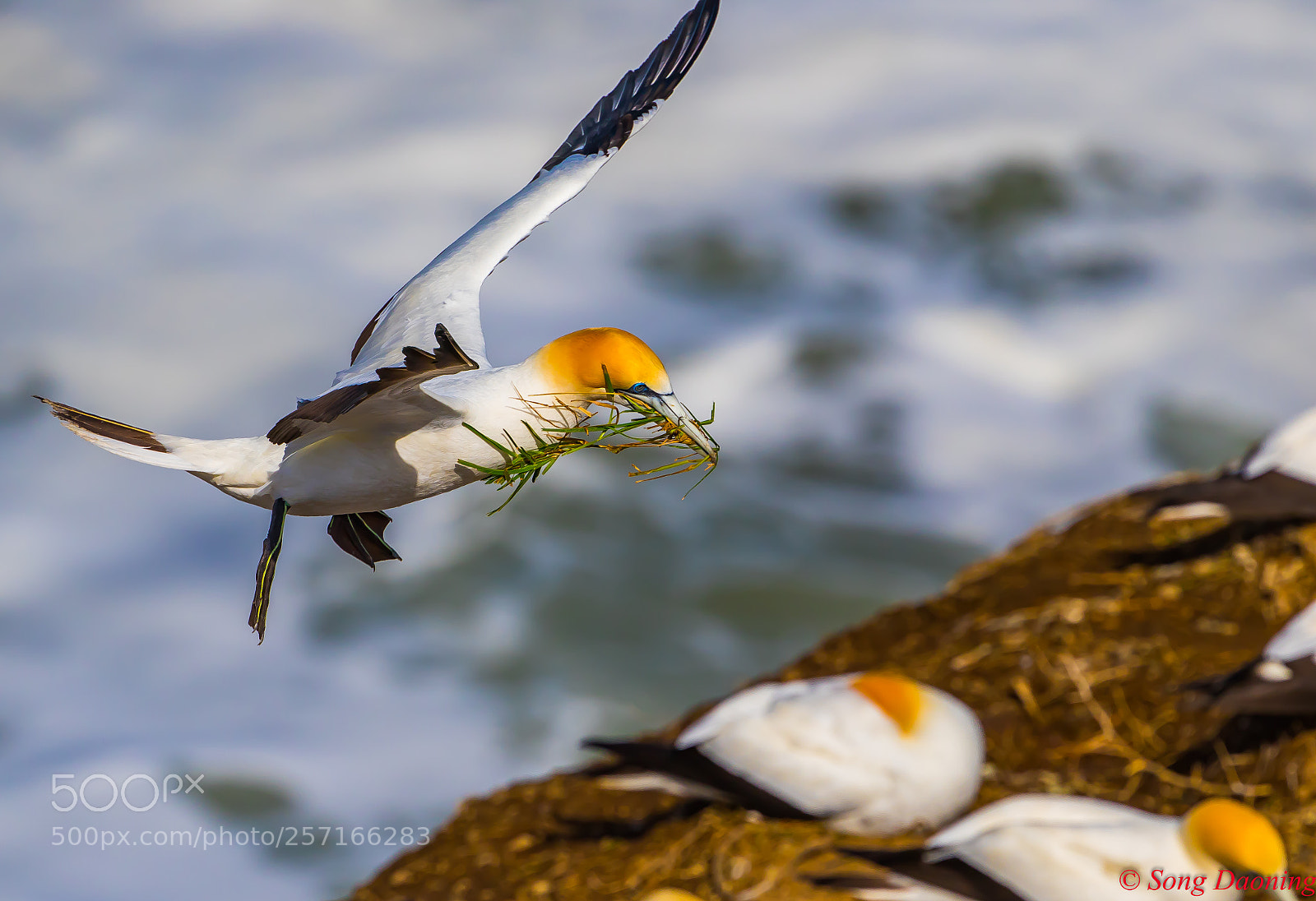 Canon EOS 7D Mark II sample photo. Gannet new zealand photography