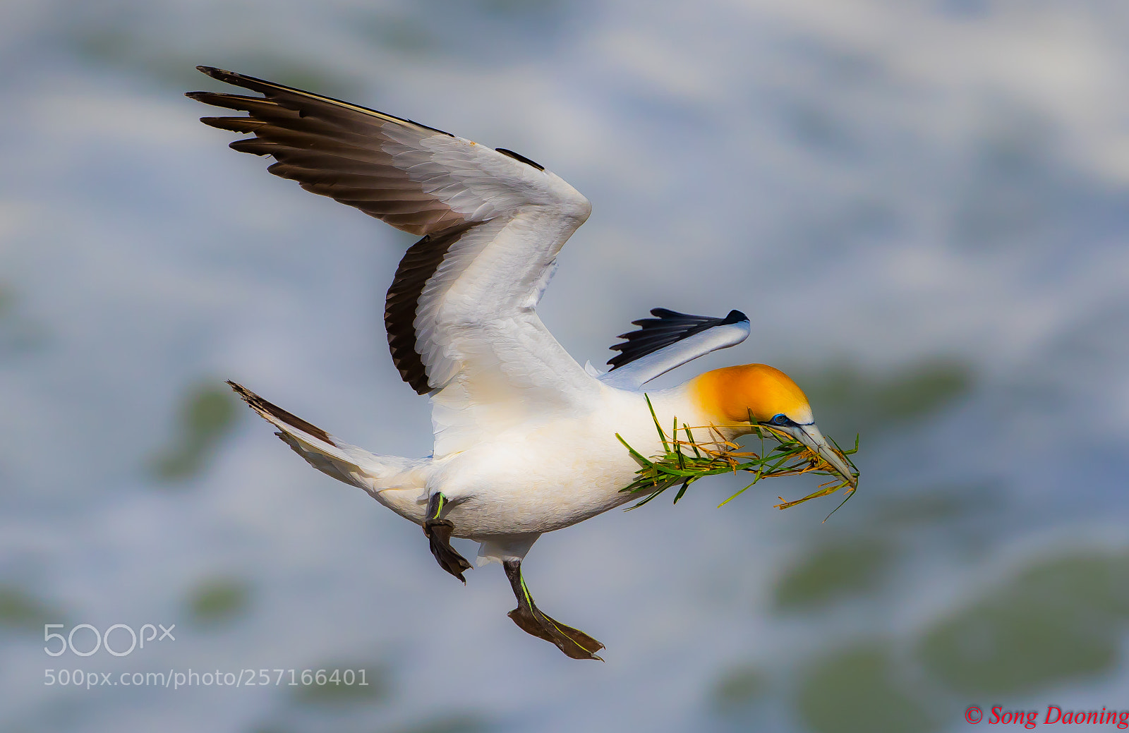 Canon EOS 7D Mark II sample photo. Gannet new zealand photography