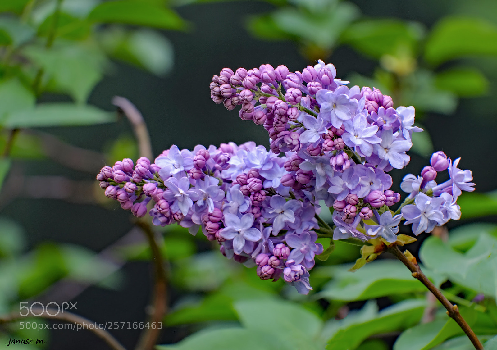 Fujifilm X-T10 sample photo. Sprig of lilac ... photography