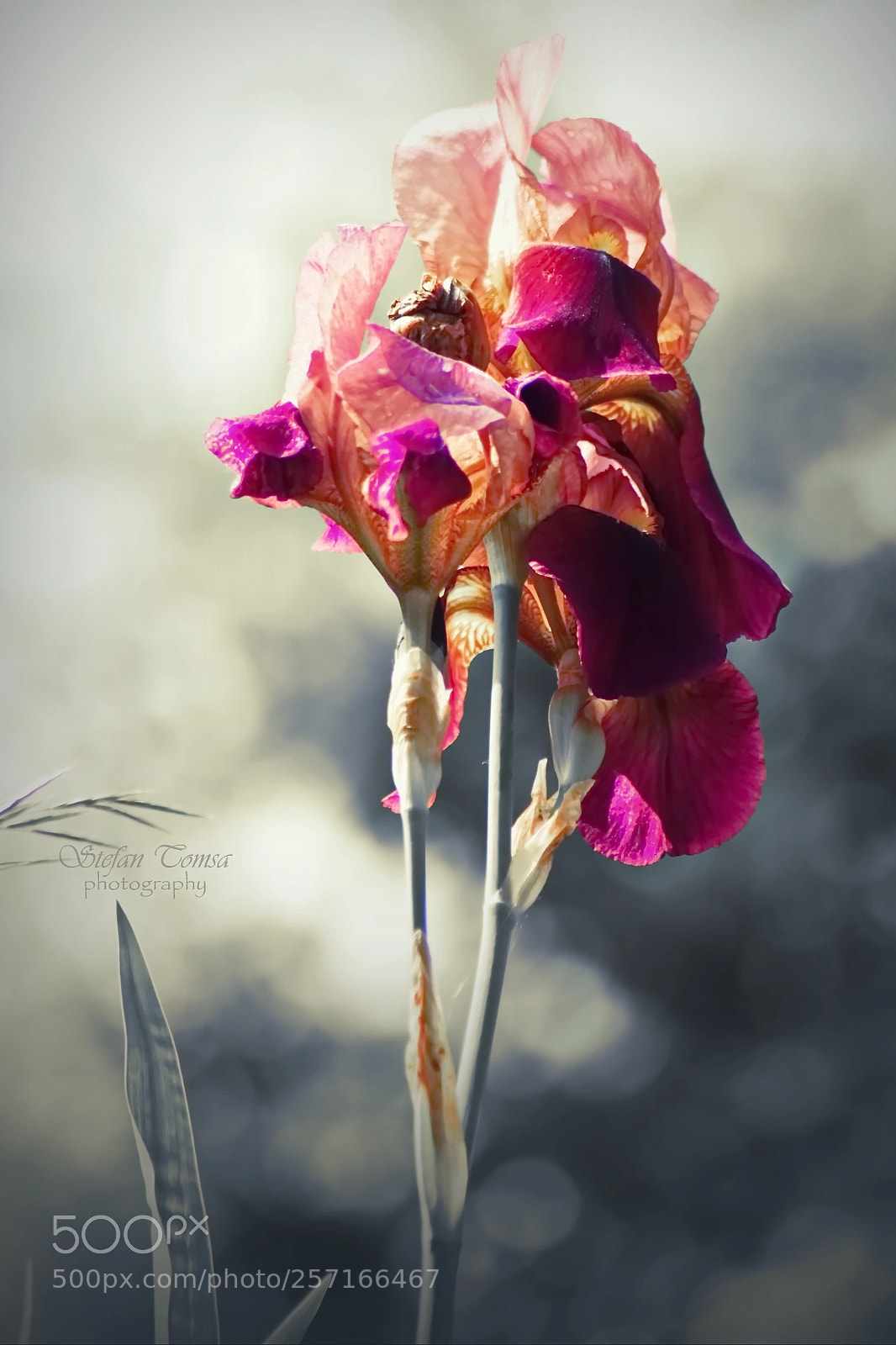 Nikon D5500 sample photo. Purple iris photography