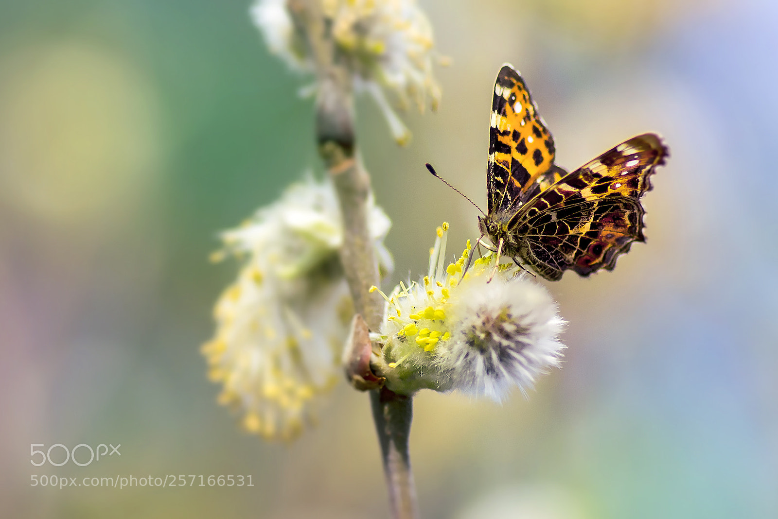 Canon EOS 6D sample photo. A butterfly photography
