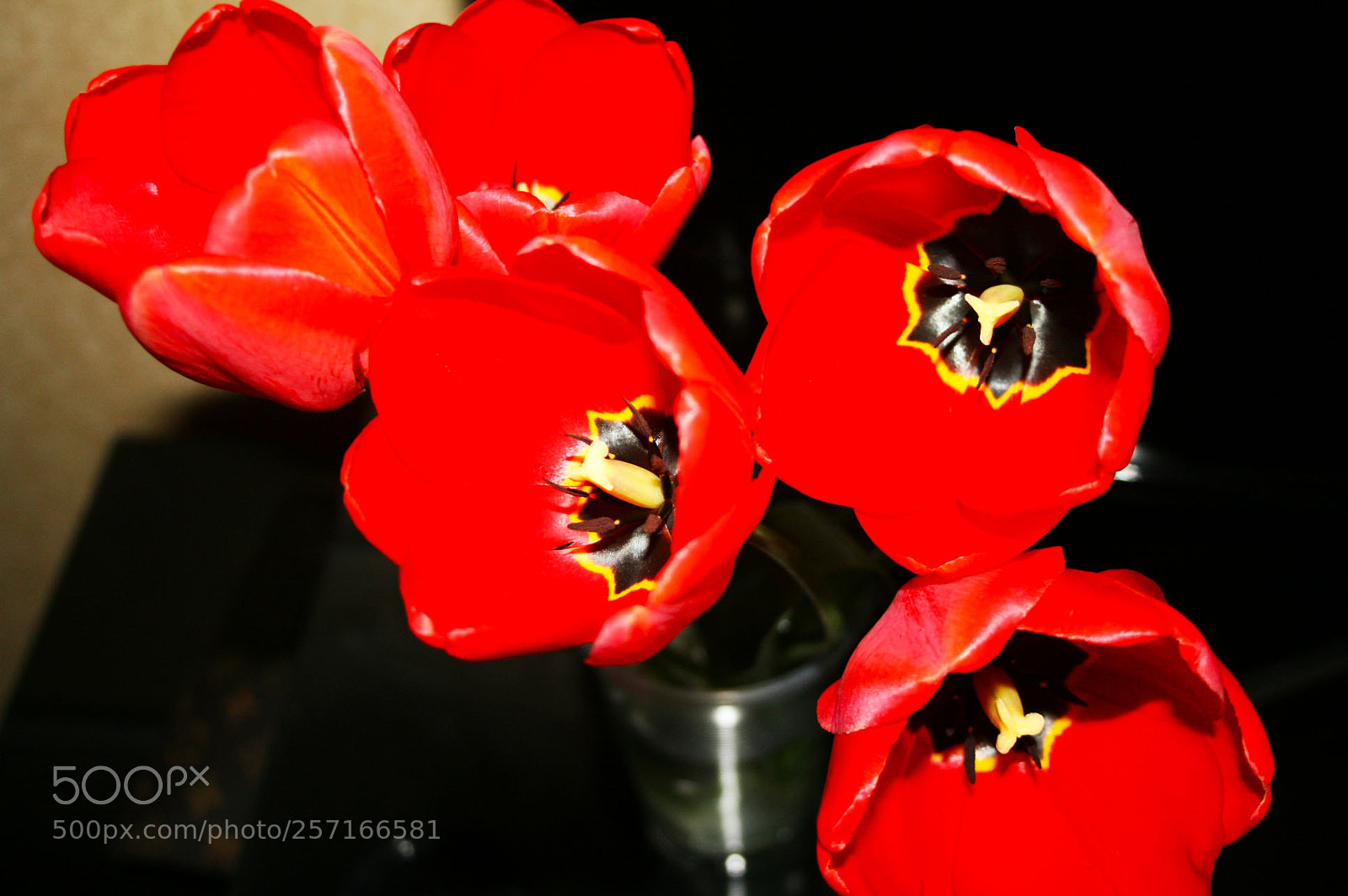 Canon EOS 400D (EOS Digital Rebel XTi / EOS Kiss Digital X) sample photo. Red flowers photography