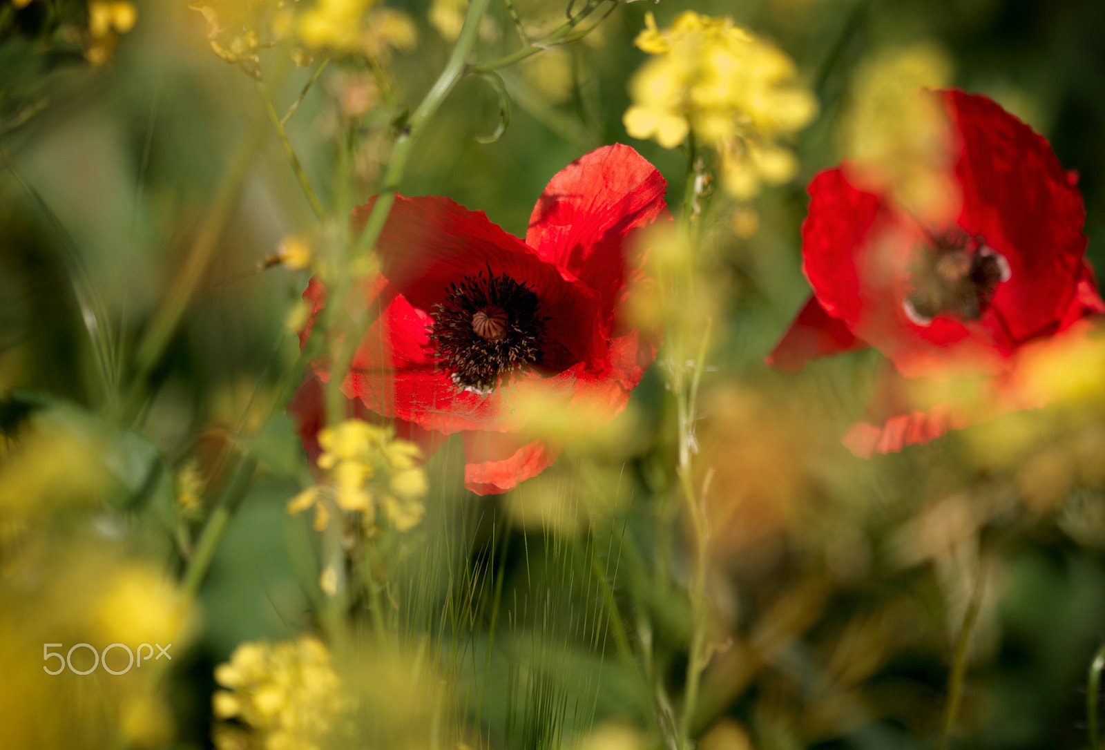 Hasselblad H5D-40 sample photo. Wild flowers photography