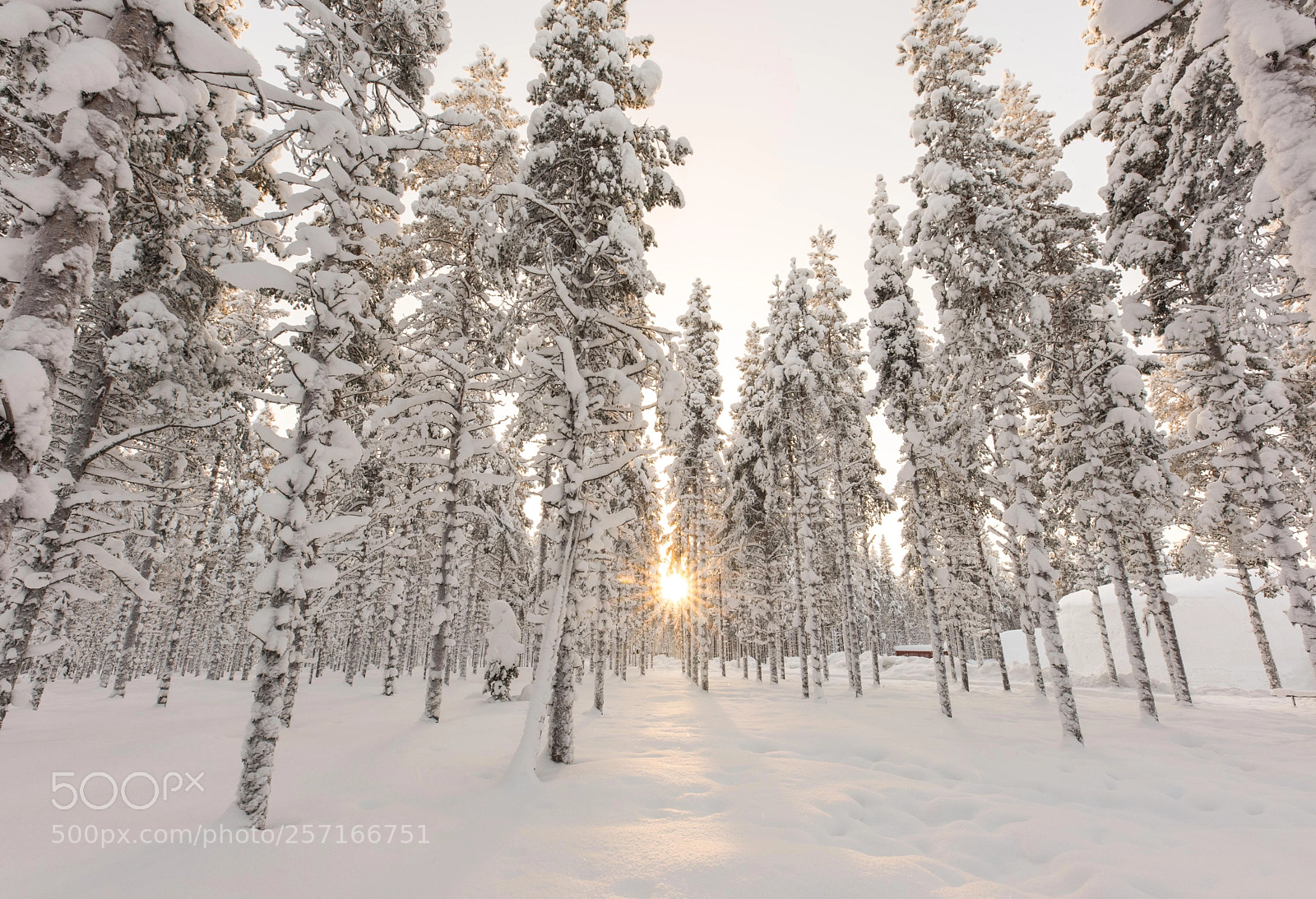 Nikon D750 sample photo. Arctic forest photography