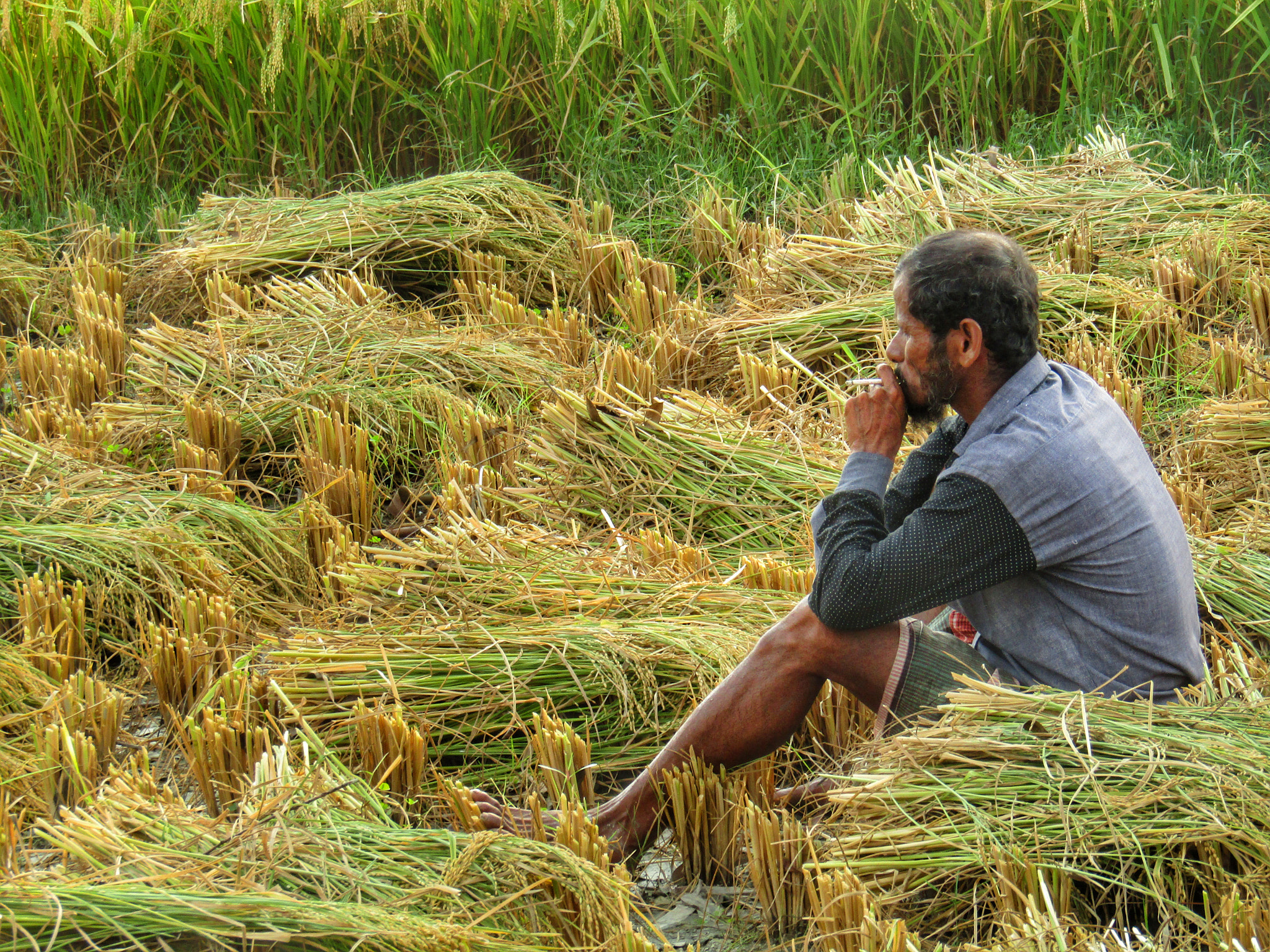 Canon PowerShot SX420 IS sample photo. Farmer photography