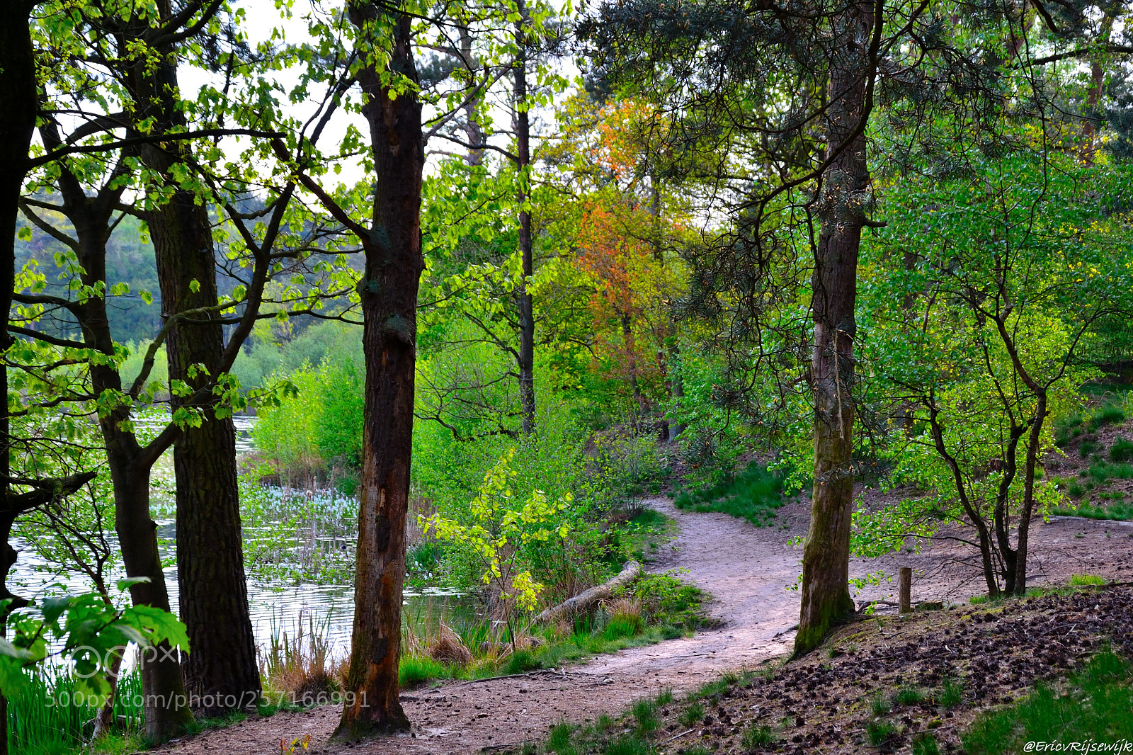 Nikon D3100 sample photo. Schaapsven, pierenberg photography