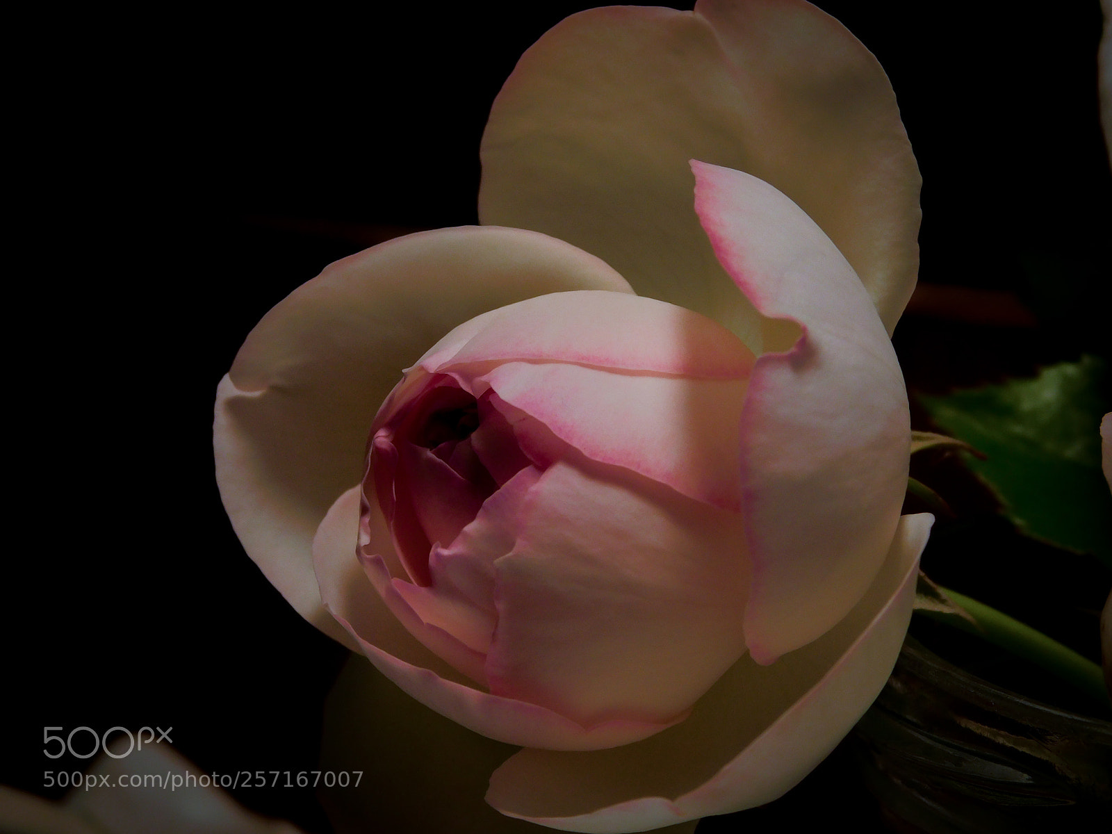 Nikon Coolpix B500 sample photo. Una rosa photography