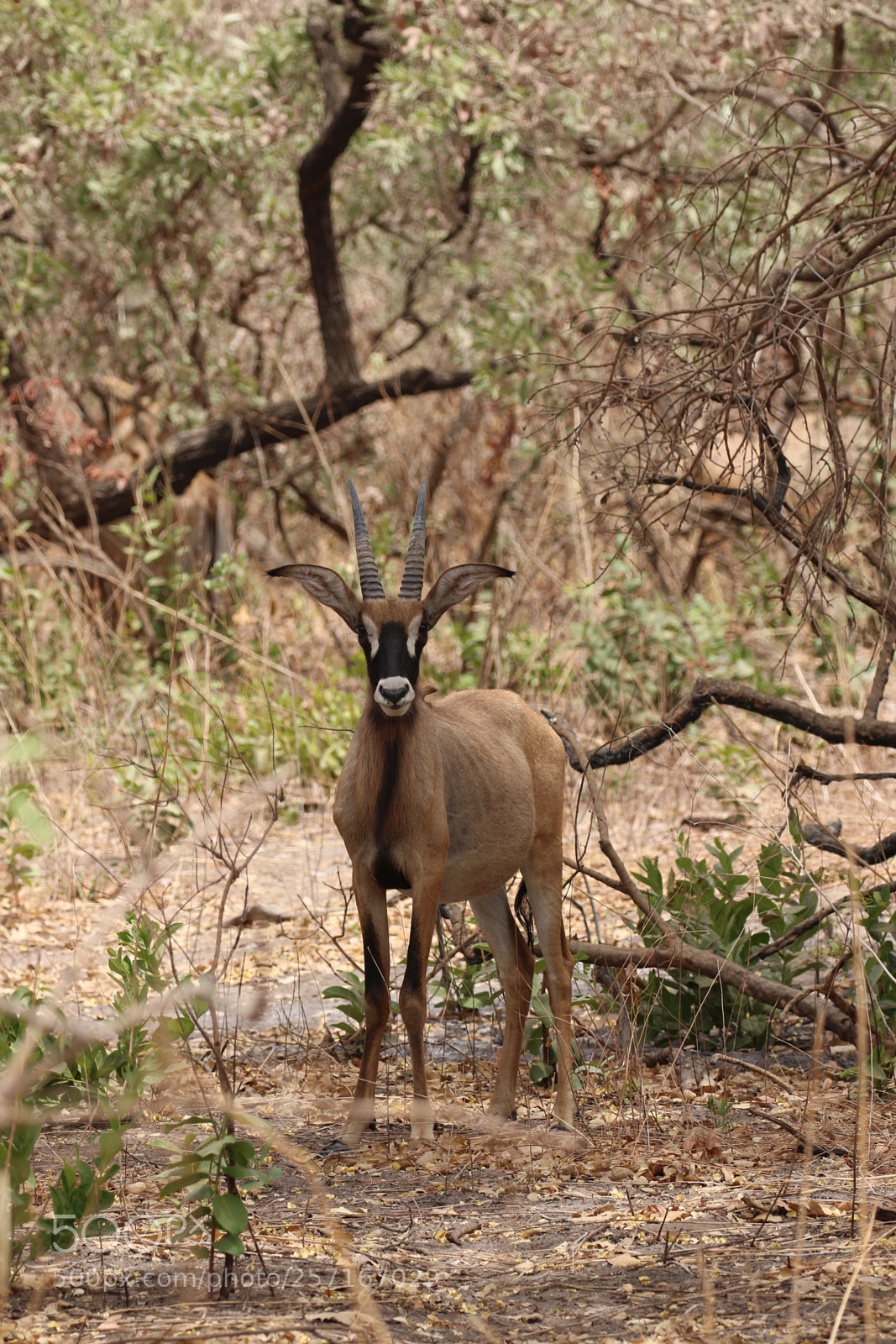 Canon EOS 7D Mark II sample photo. Roan antelope  photography