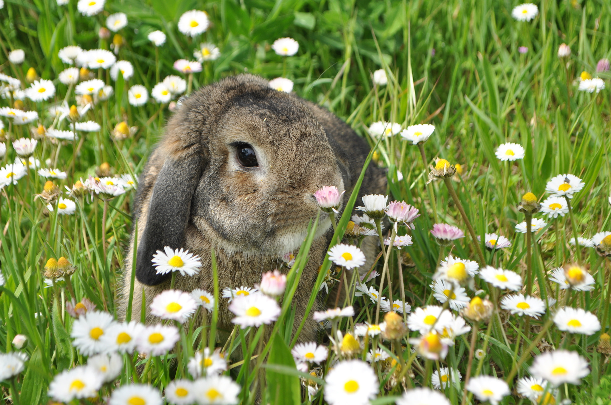 Nikon D5000 sample photo. Panpan in the garden photography