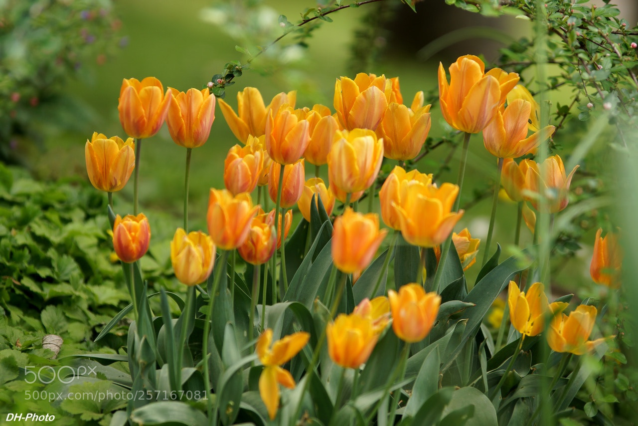 Sony ILCA-77M2 sample photo. Orange tulips photography