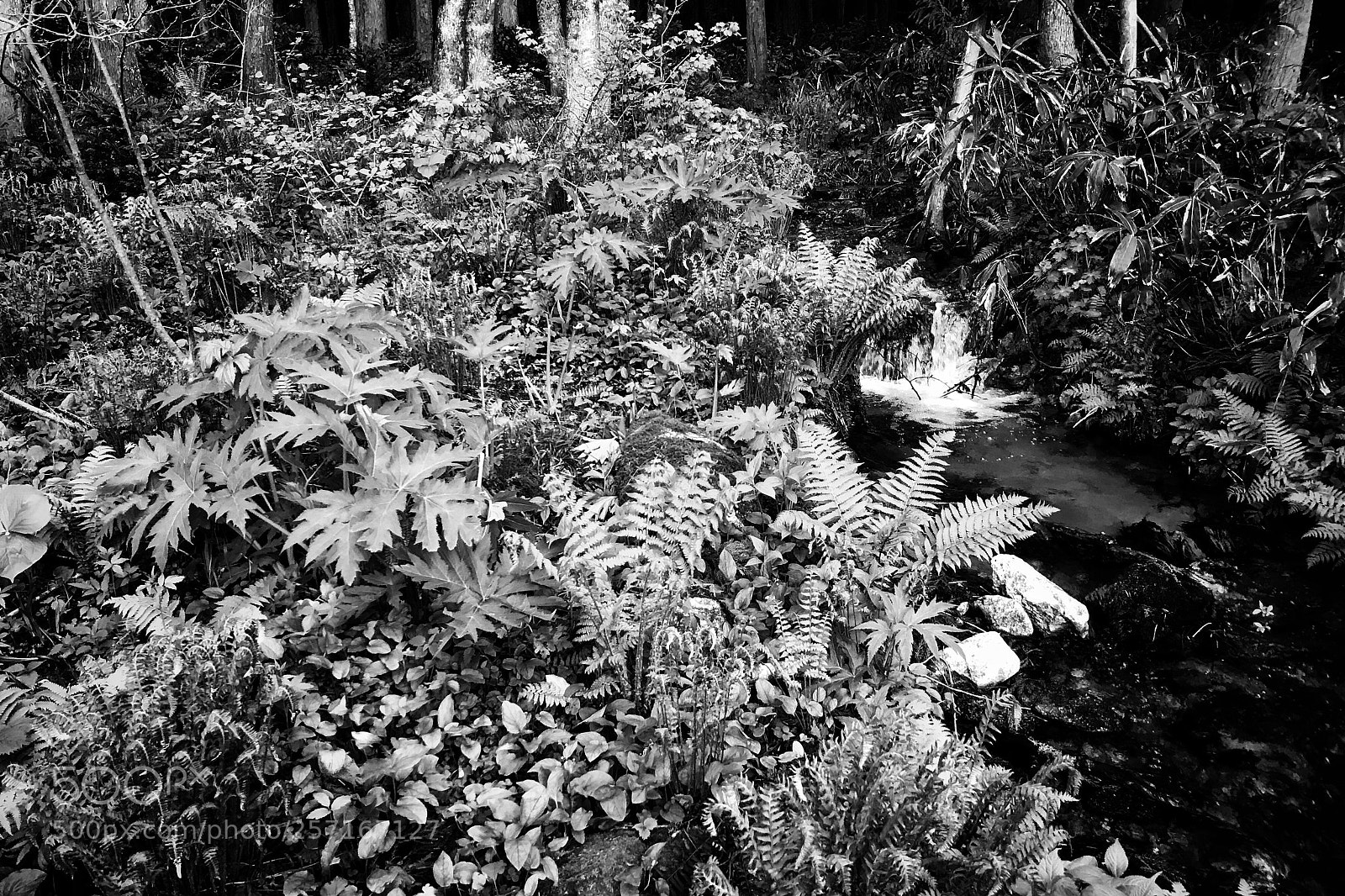 Apple iPhone 7 Plus sample photo. Forest 180510 photography