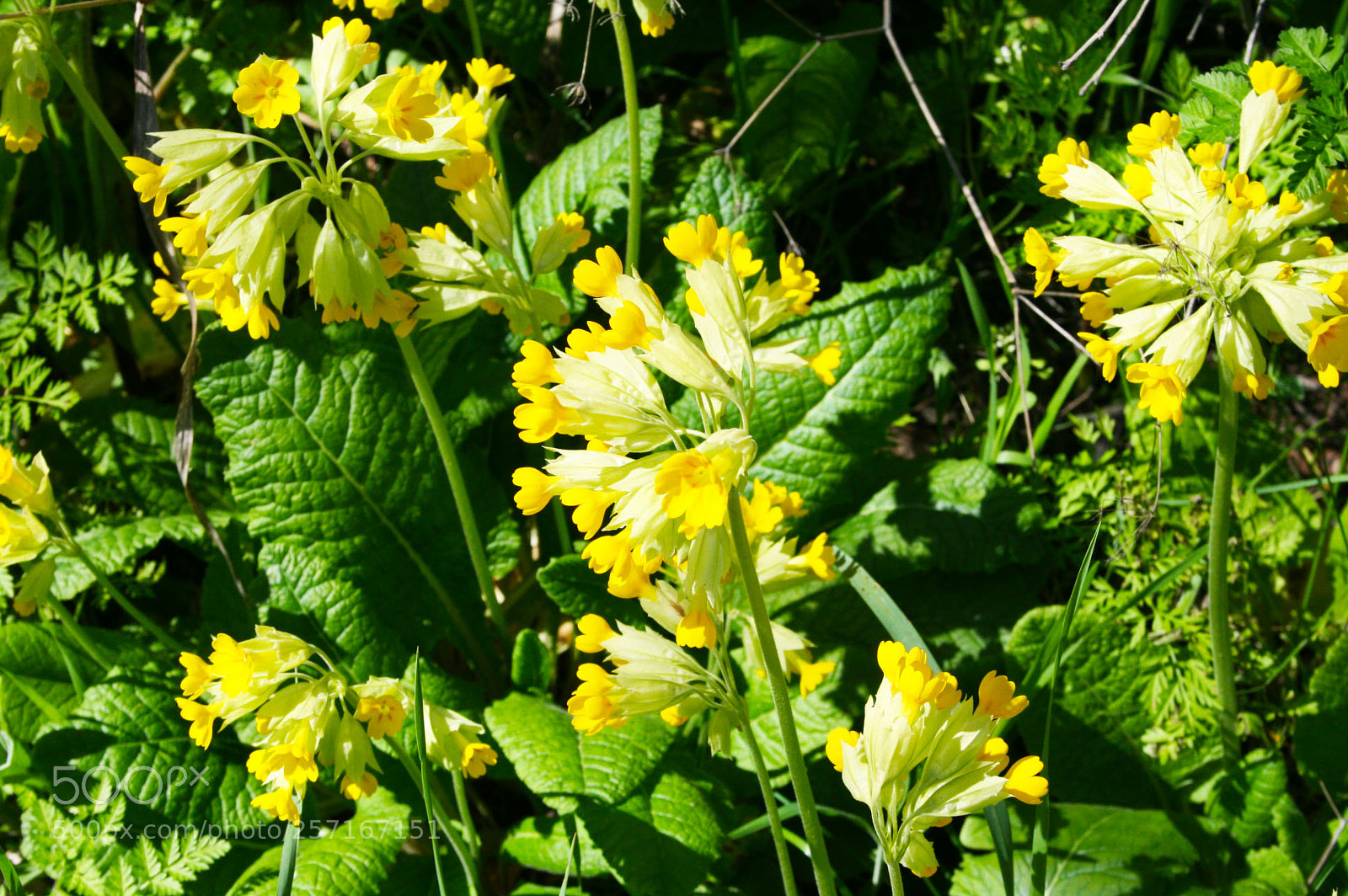 Canon EOS 400D (EOS Digital Rebel XTi / EOS Kiss Digital X) sample photo. Yellow flowers photography