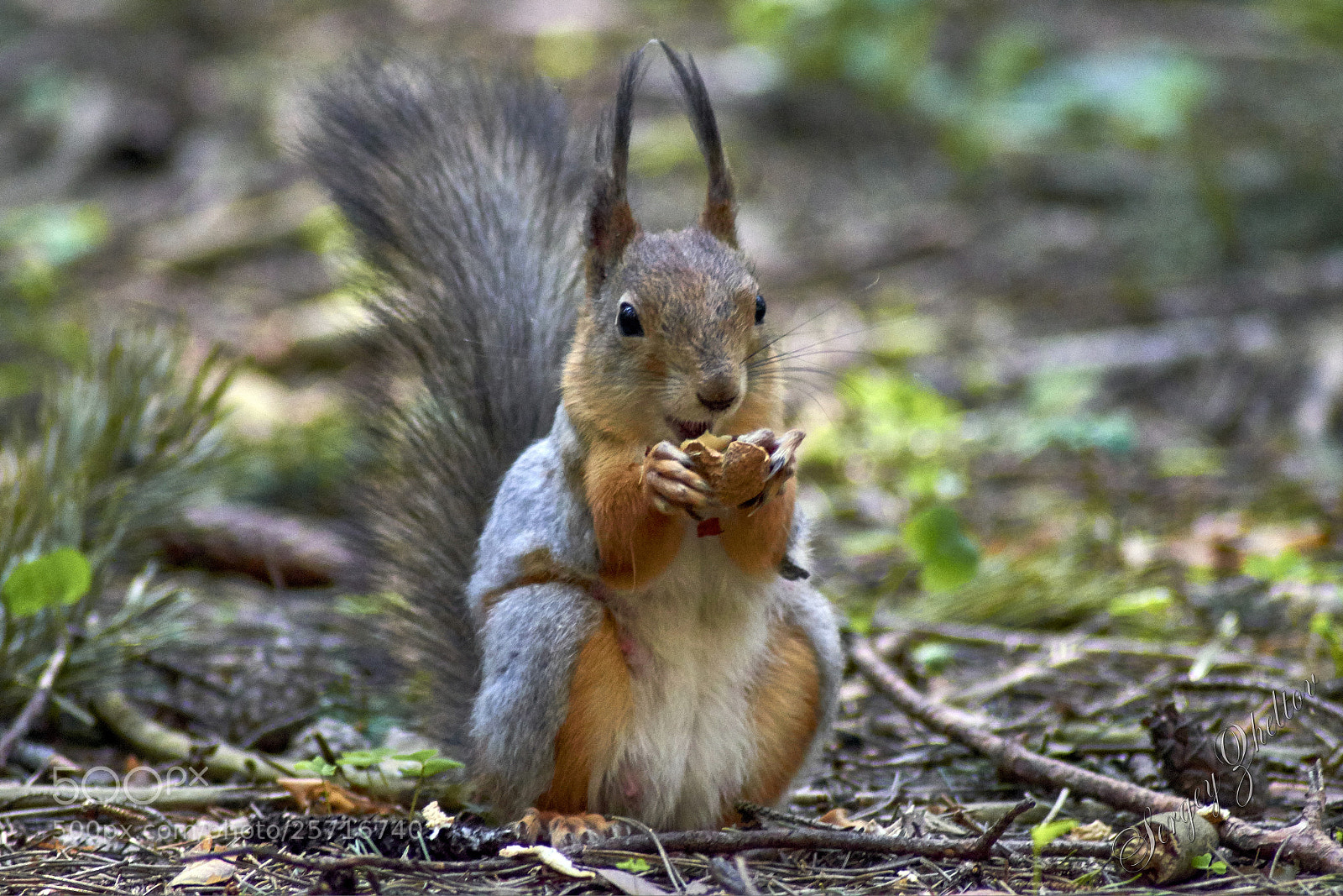 Nikon D7000 sample photo. Squirrel photography