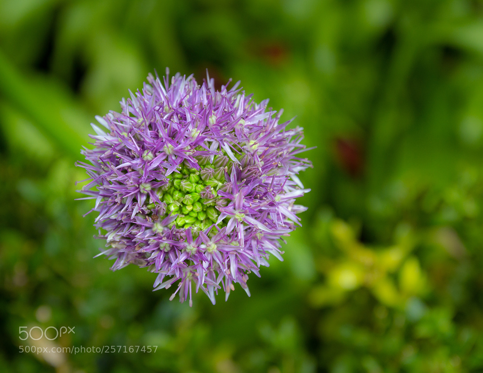 Canon EOS 7D sample photo. Flower colour photography