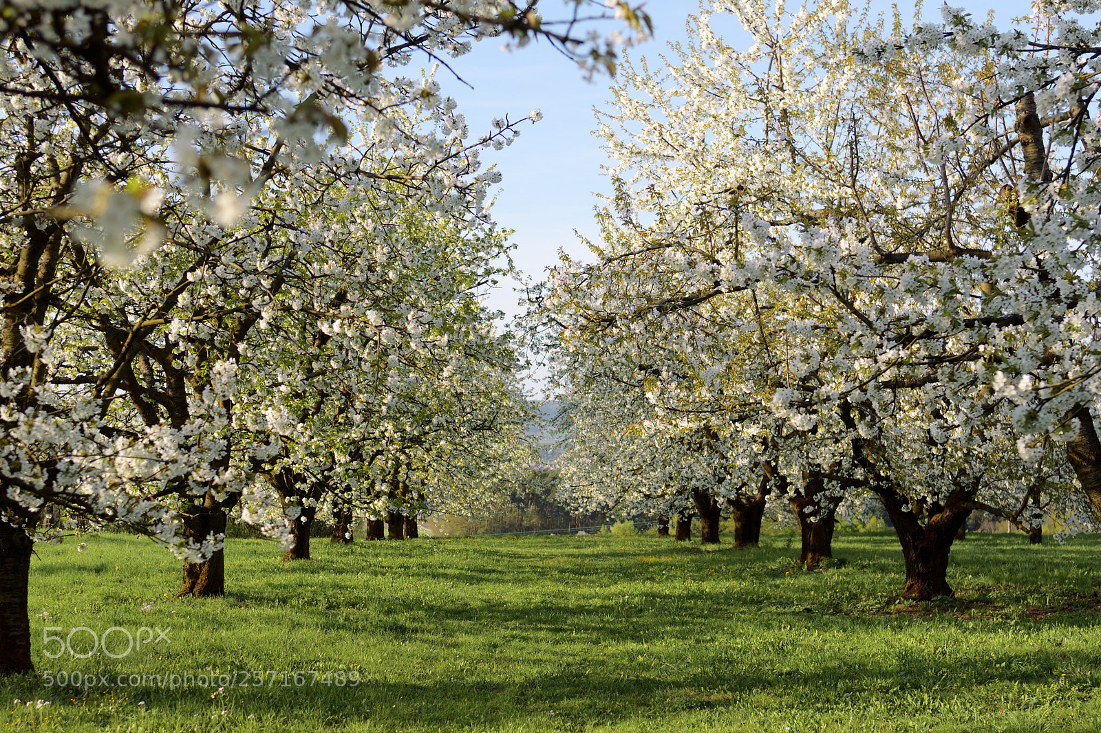 Nikon D7500 sample photo. Spring in order photography